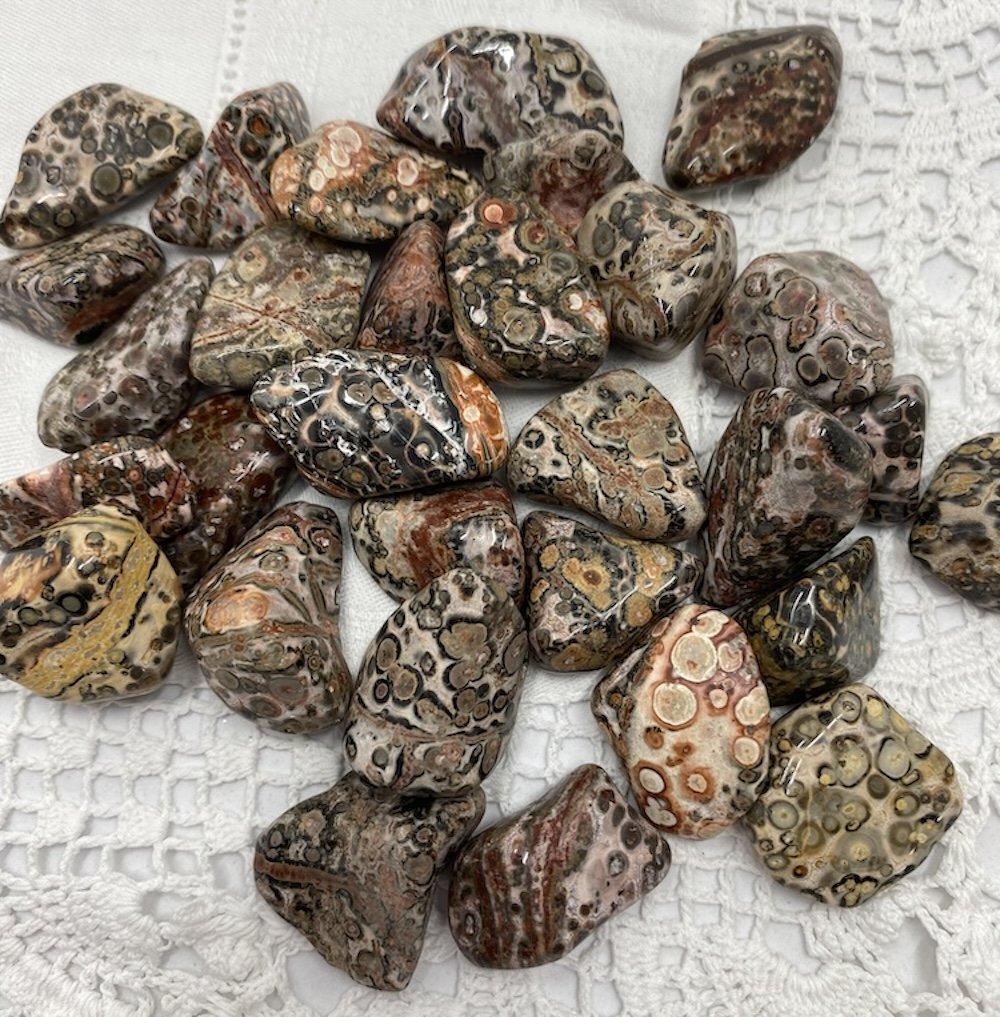 TS Jasper Leopardskin1.JPG