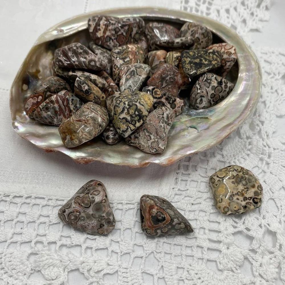 TS Jasper Leopardskin3.JPG