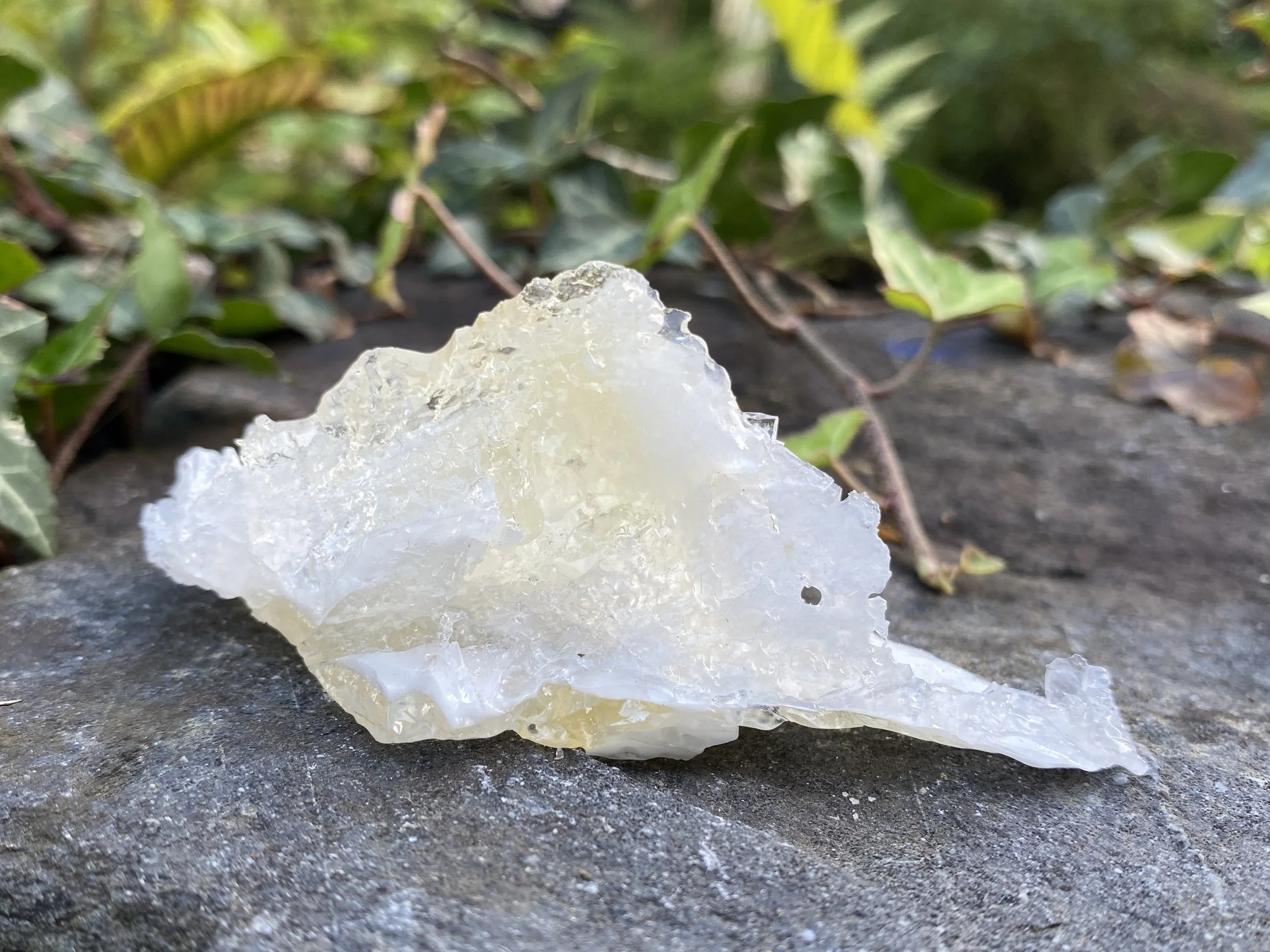 CALCITE ANGEL WING