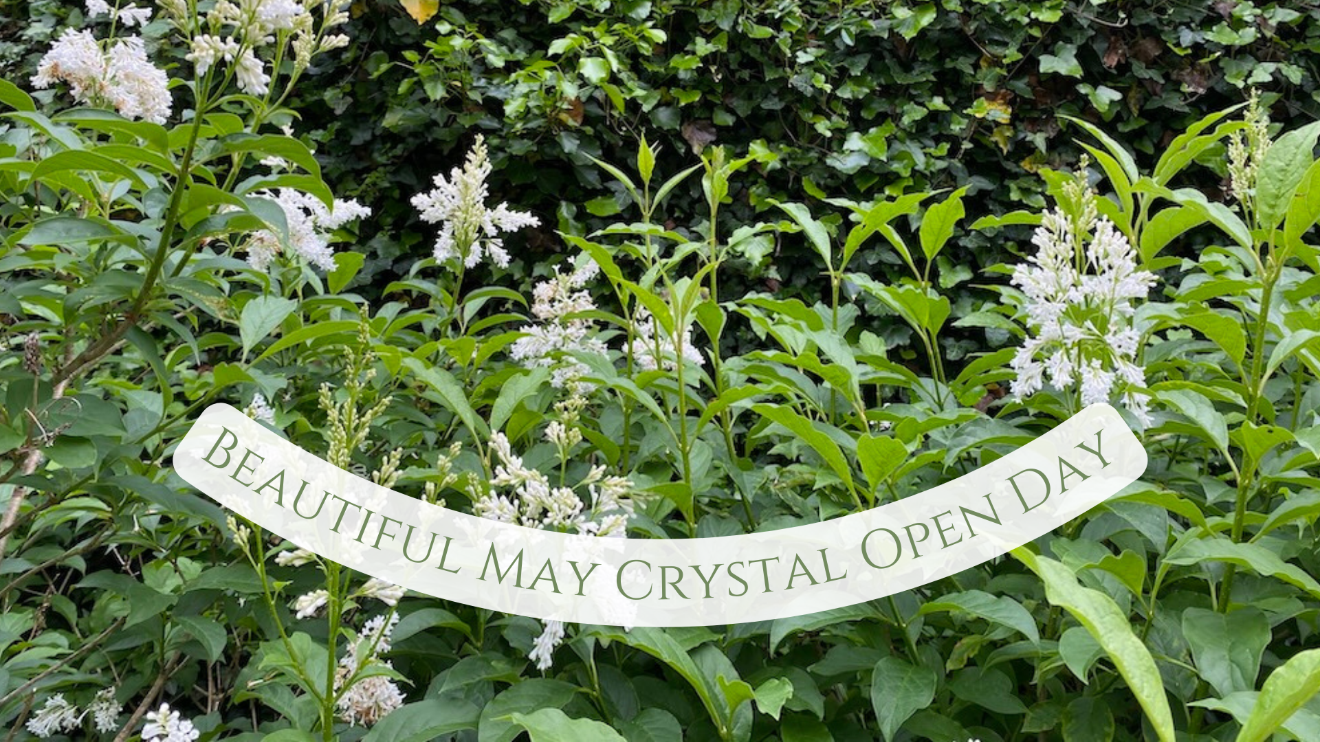 Glorious May Crystal Open Day  