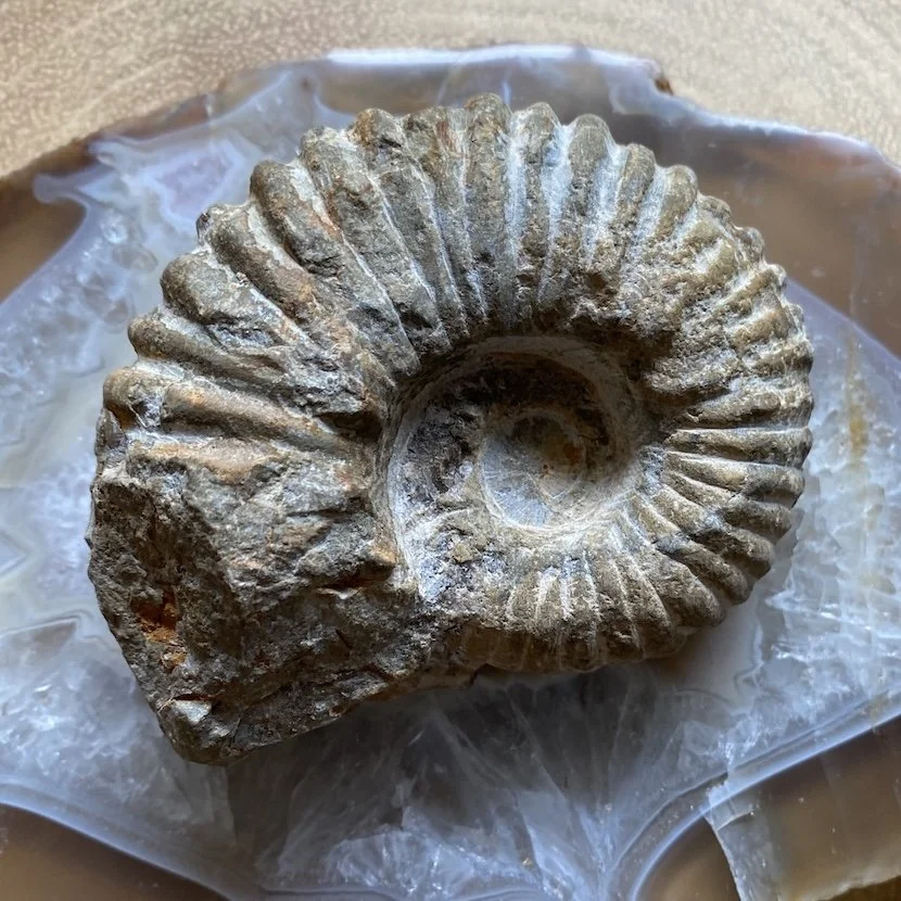 Ammonites7.jpg