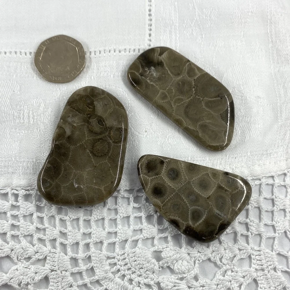 Petoskey Stone Fossil Coral2.JPG