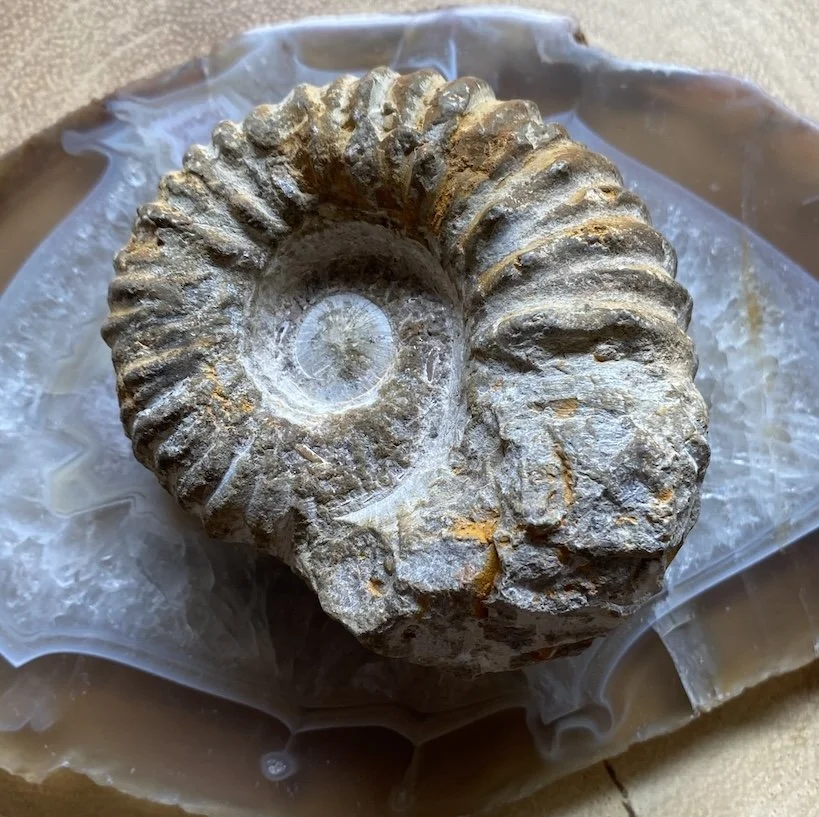 Ammonites5.jpg