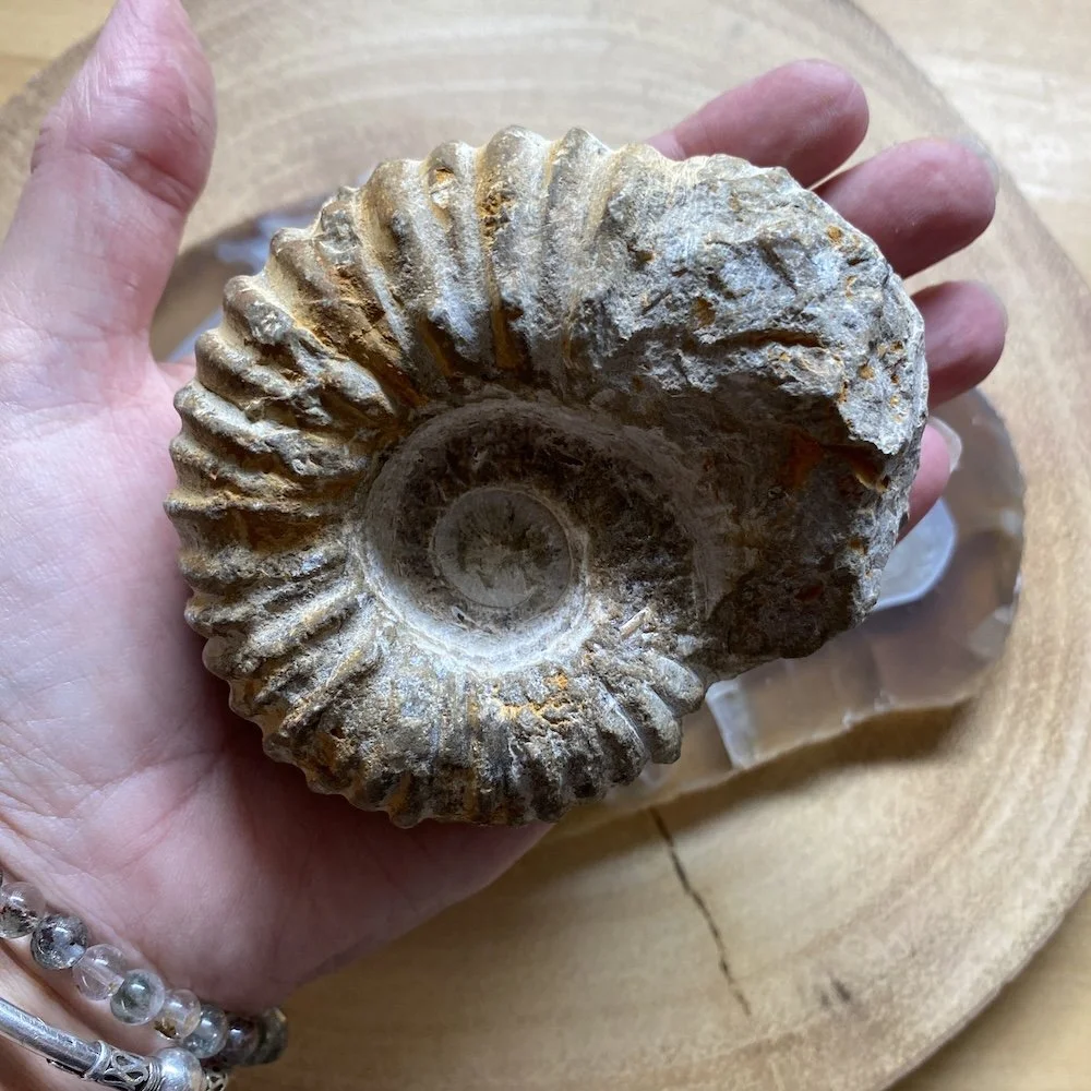 Ammonites6.jpg