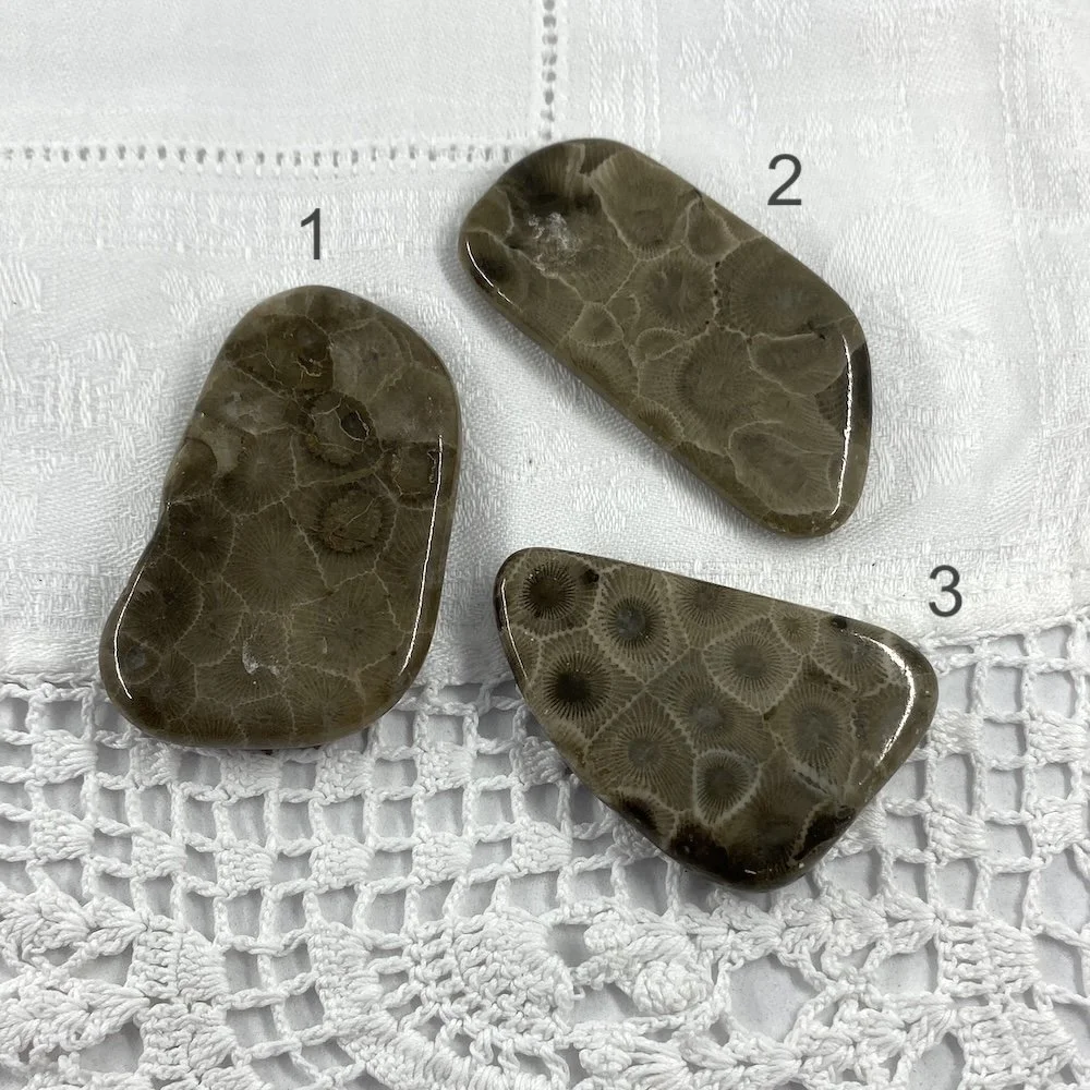 Petoskey Stone Fossil Coral1 copy.JPG