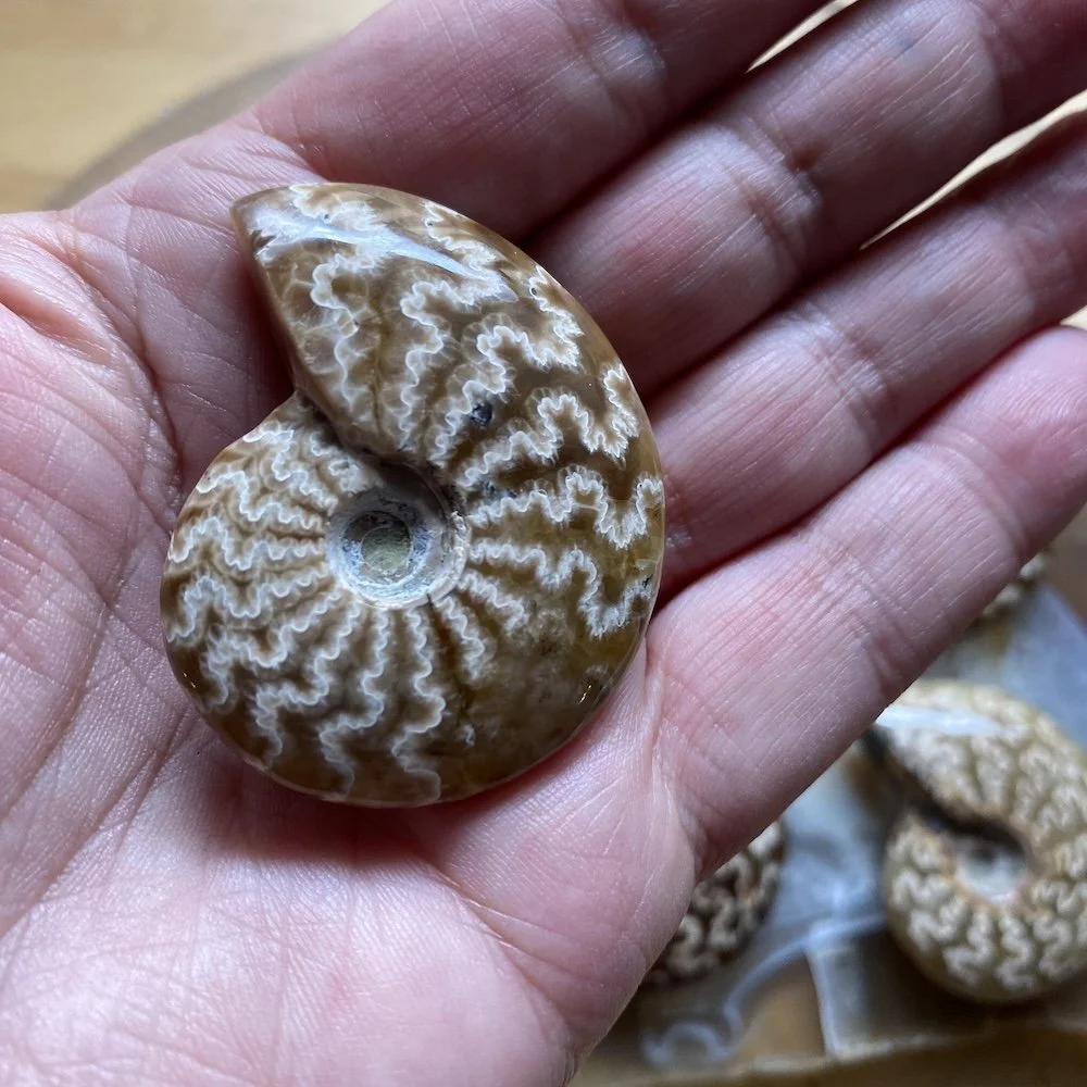 Ammonites2.jpg