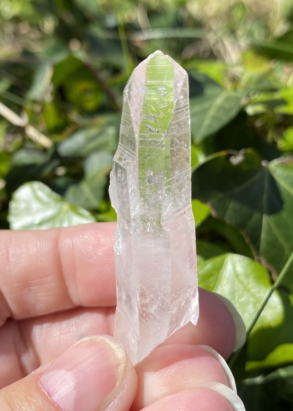 Lemurian 13.JPG