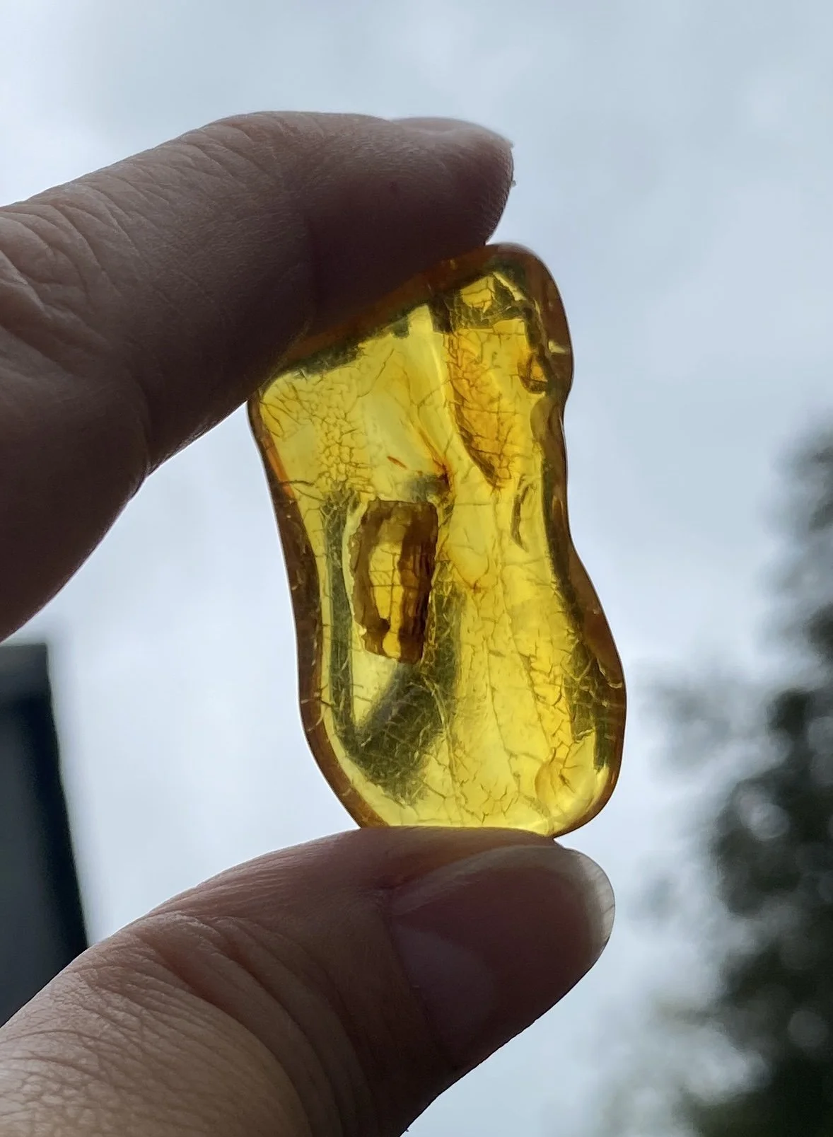 1 Amber 5.06JPG.JPG
