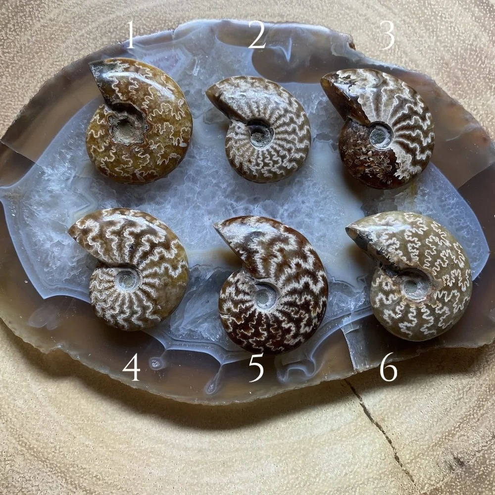 Ammonites1 copy.jpeg