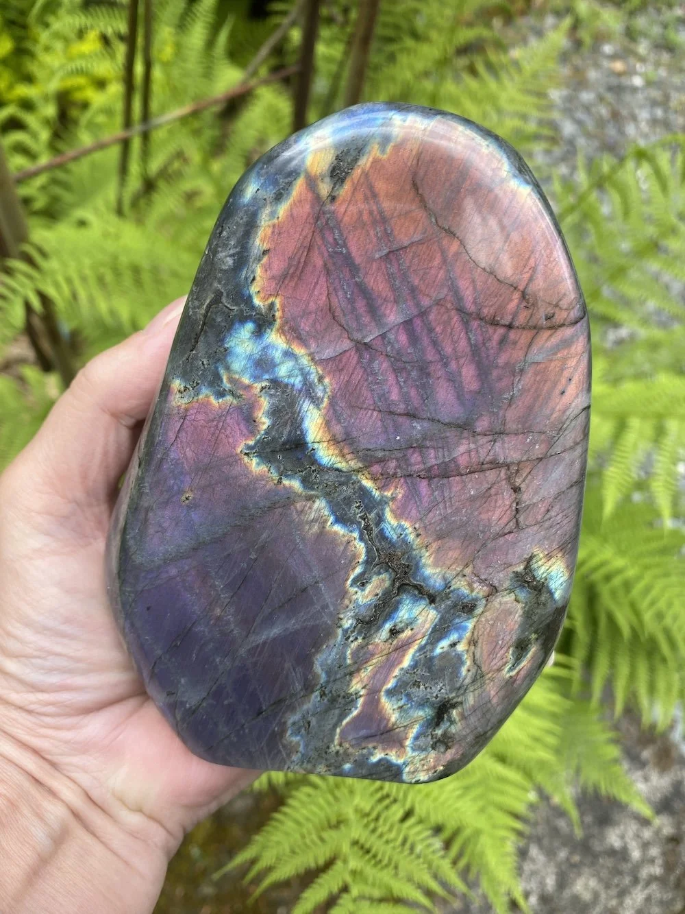 UPLOAD_Lab large1.JPG