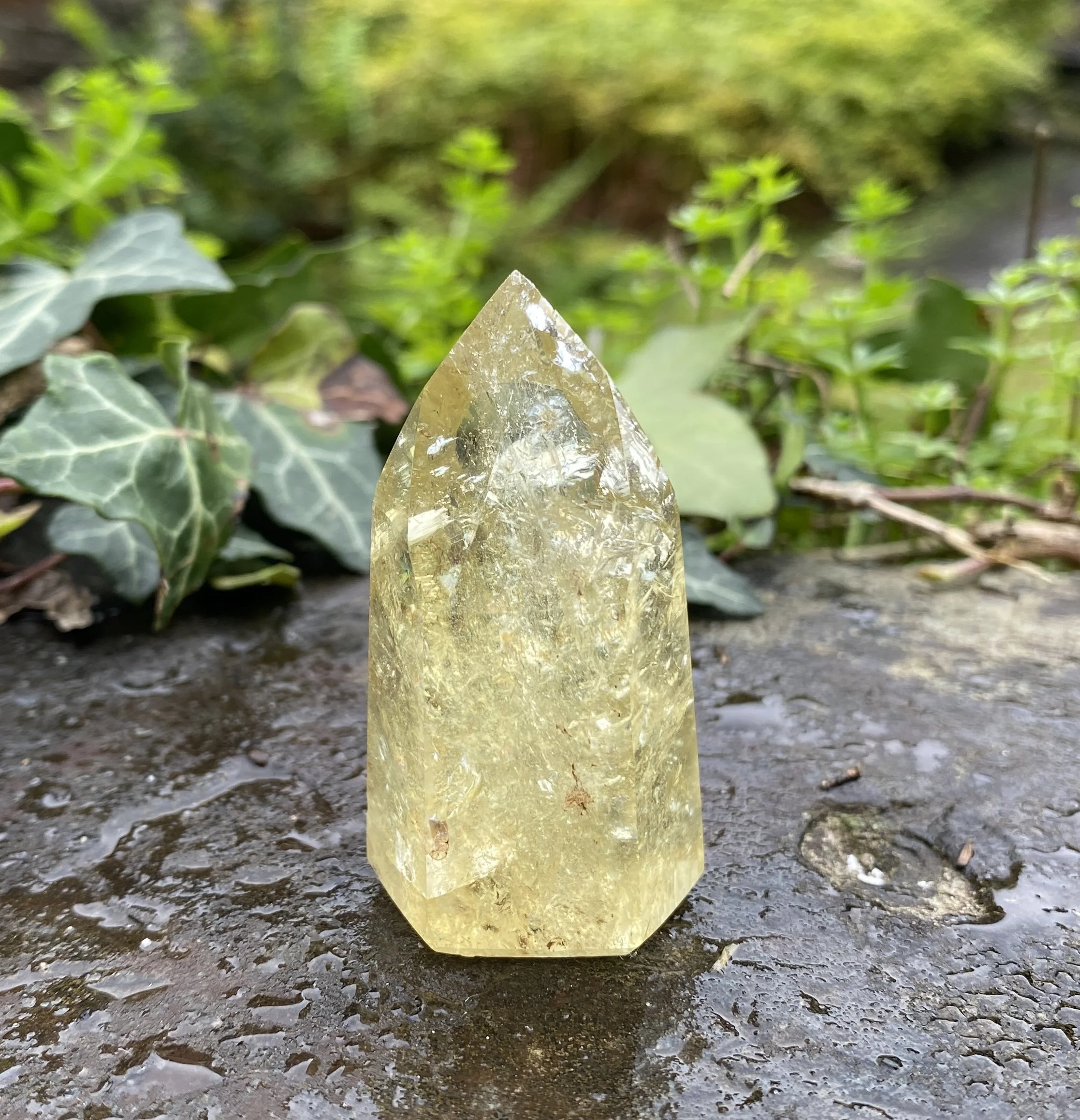@2 Citrine standing lemon1.JPG