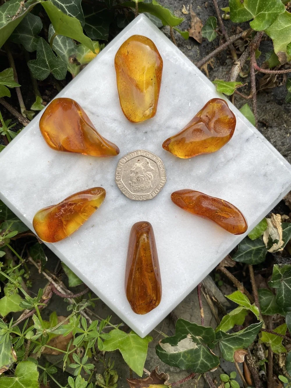 1 Amber16.JPG