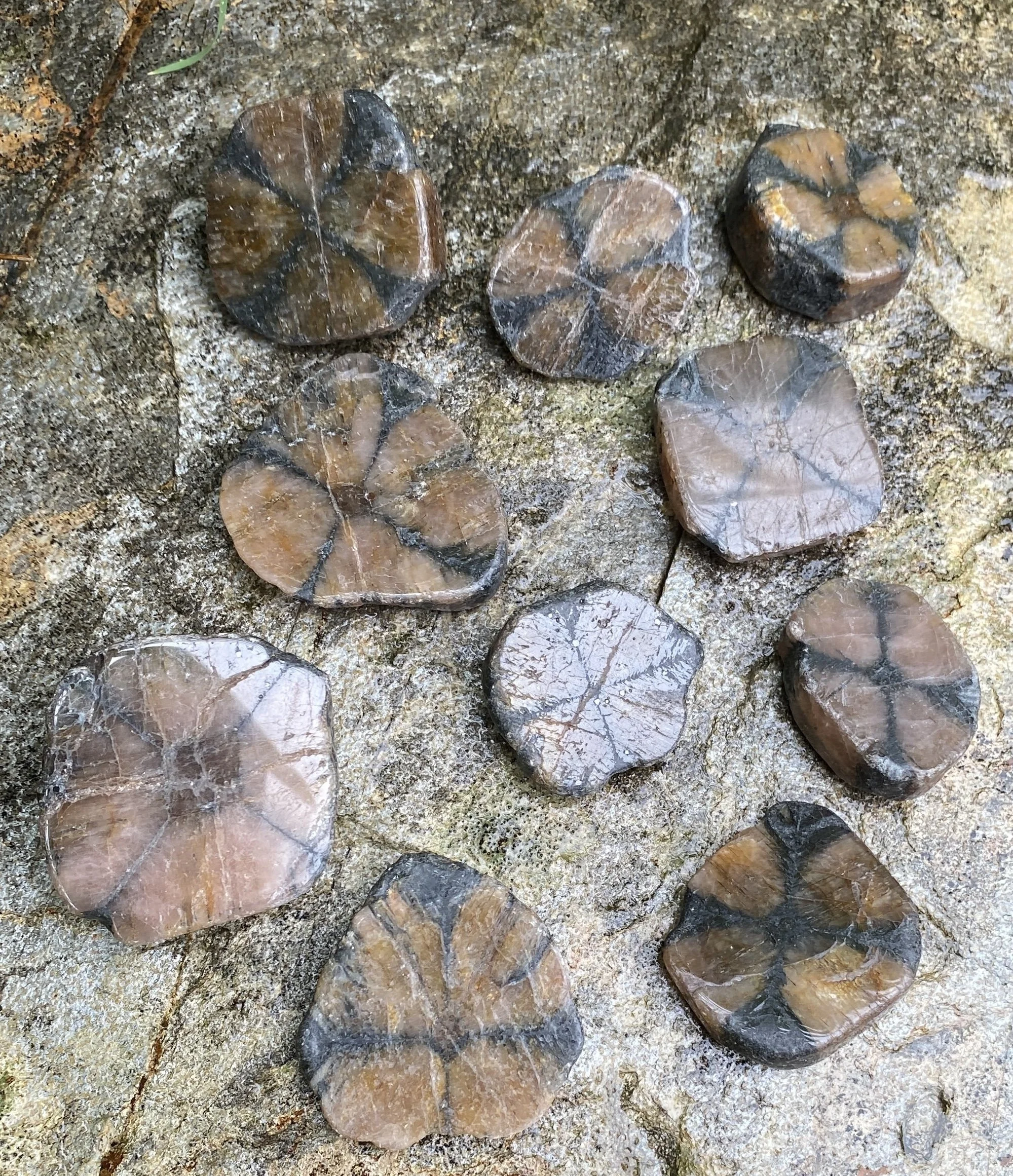Chiastolite.JPG