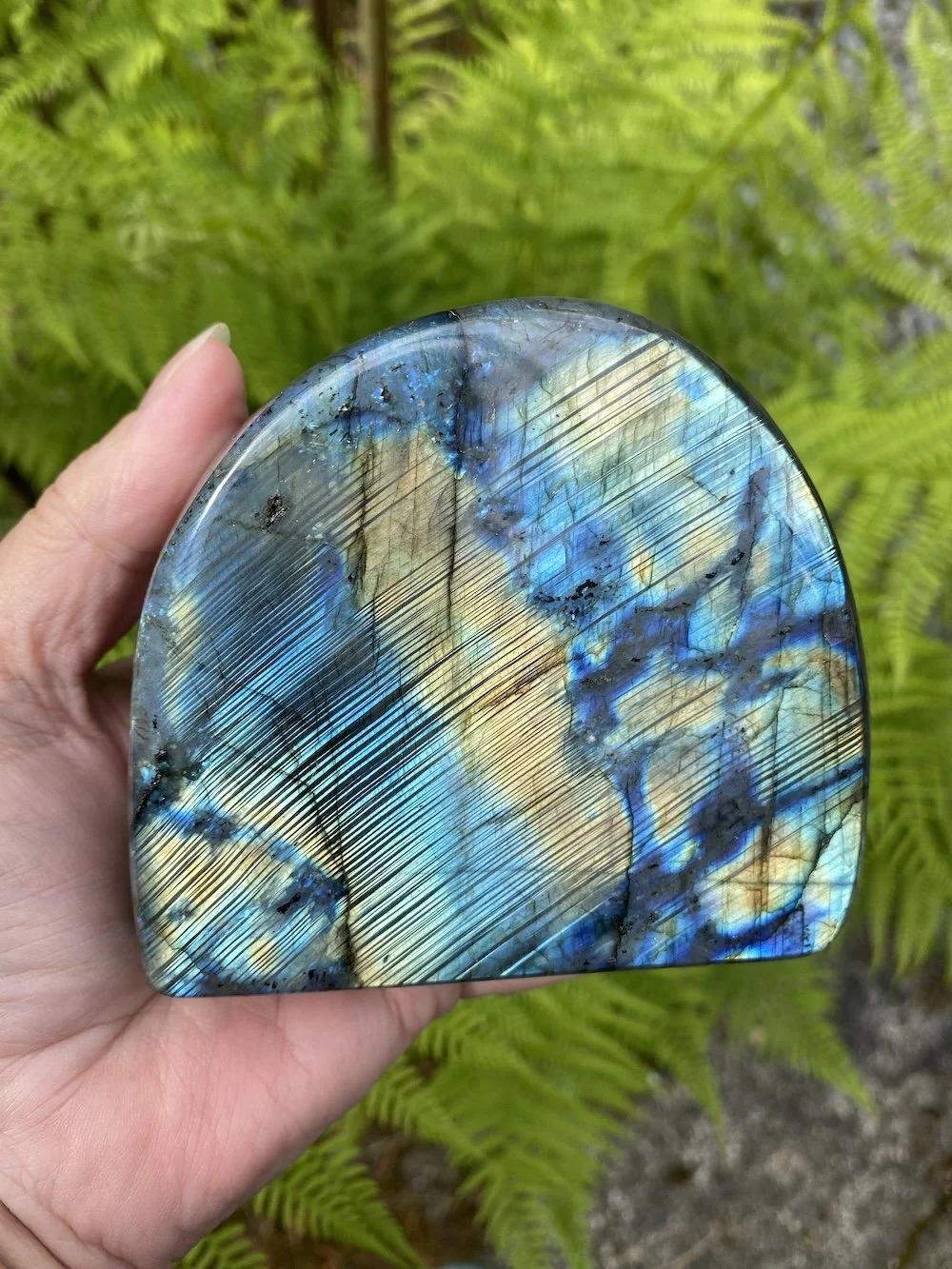 UPLOAD_Lab large2.JPG