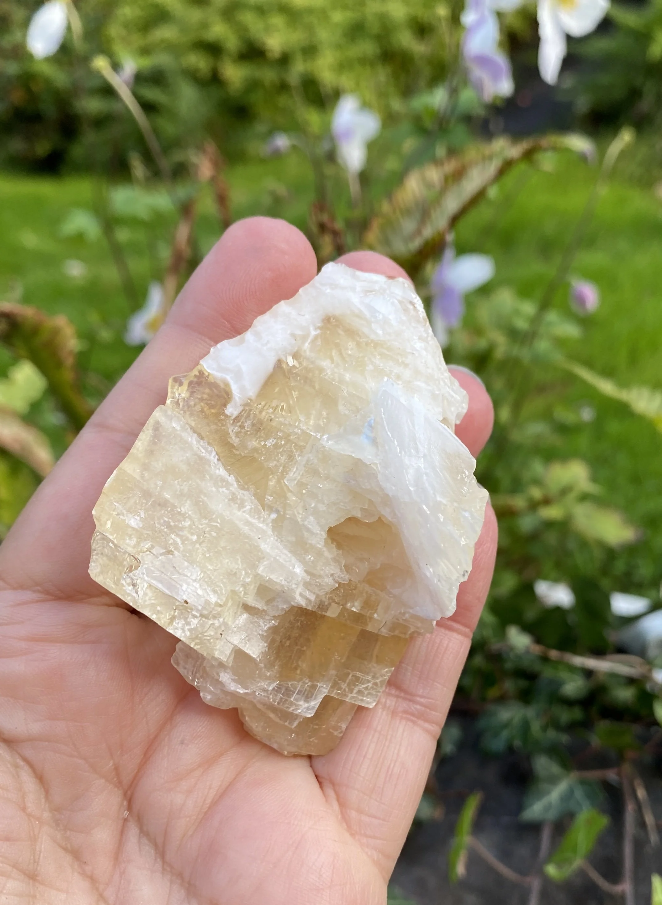 ZZ Angel Wing Calcite13.JPG