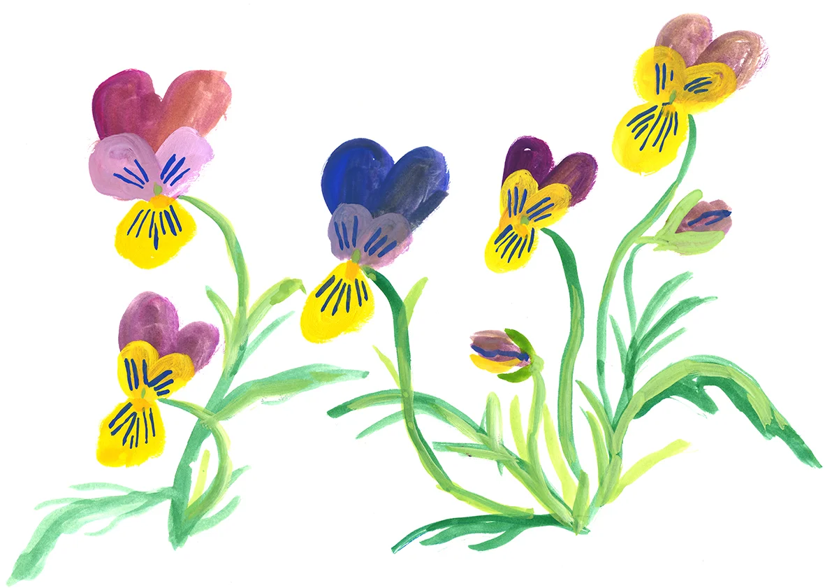 Violet
