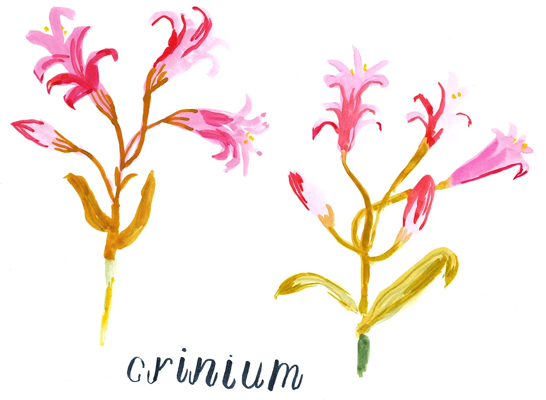 crinium