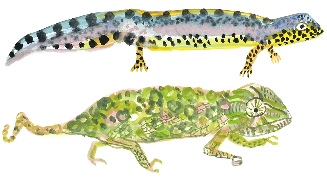 chameleon