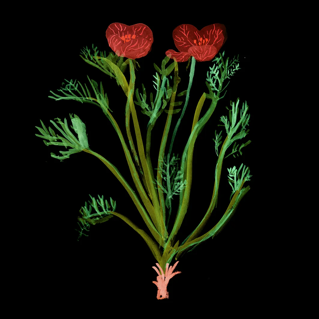 POPPY