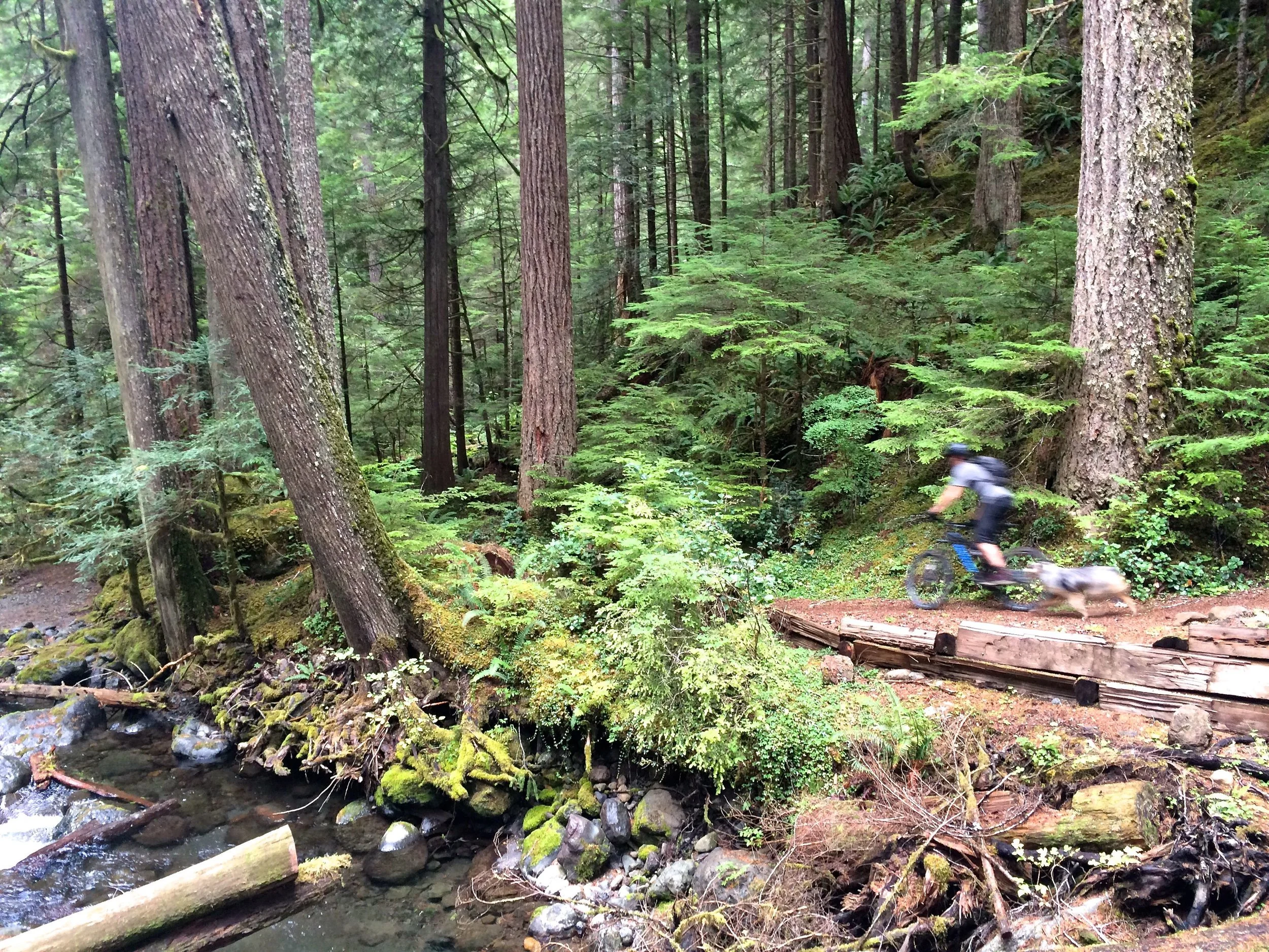 Furry blurry forest friends. Jim & Buddy, Olympic Peninsula, WA