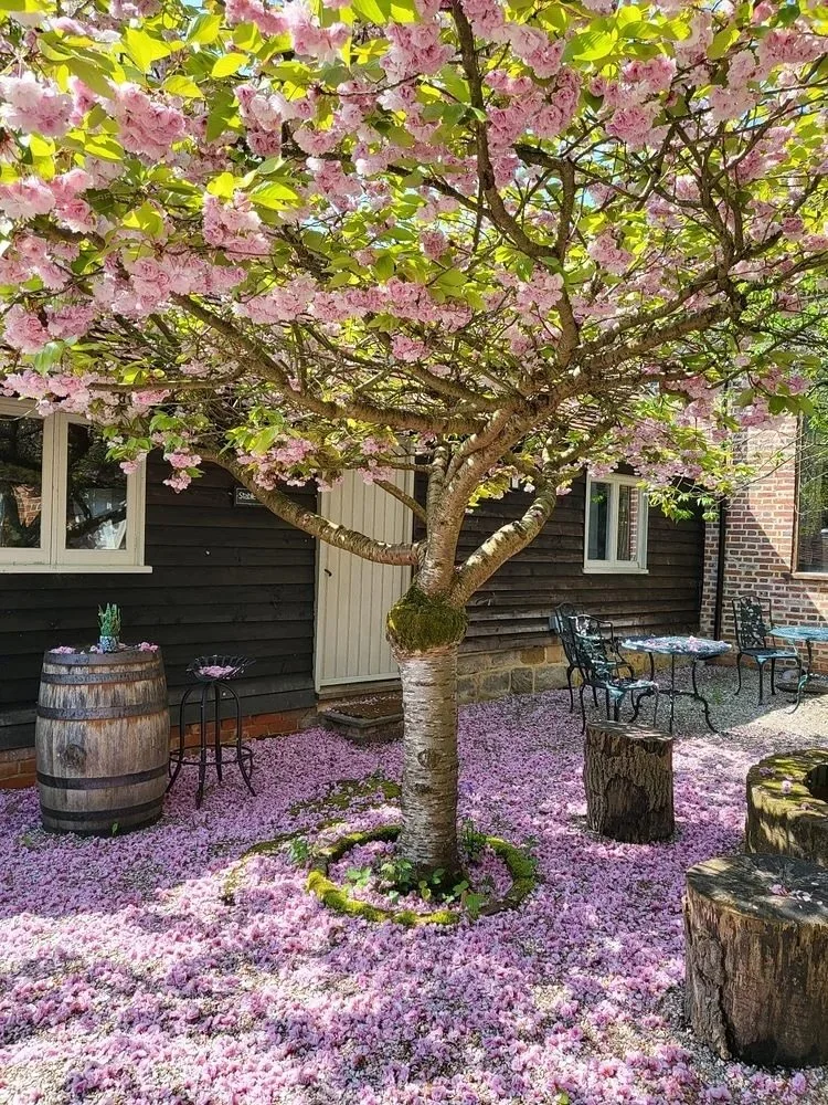 Spring Renewal Yoga Retreat 15-17 May 2026. We have exclusive use of this amazing Sussex country estate for the weekend - complete with huggable sheep and alpacas. Not many rooms left now but the cosy Stable Cottage surrounded by cherry blossom could