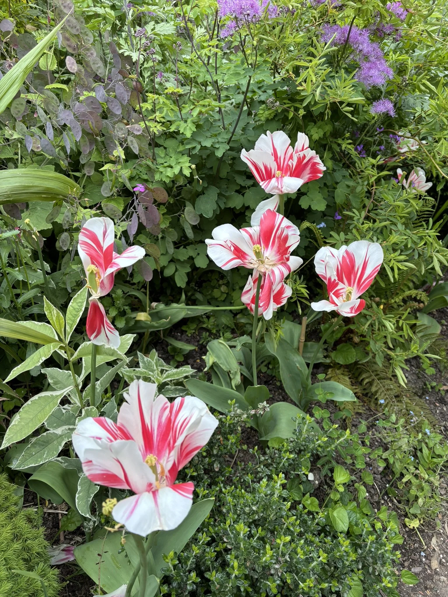 IMG_5865.JPEG