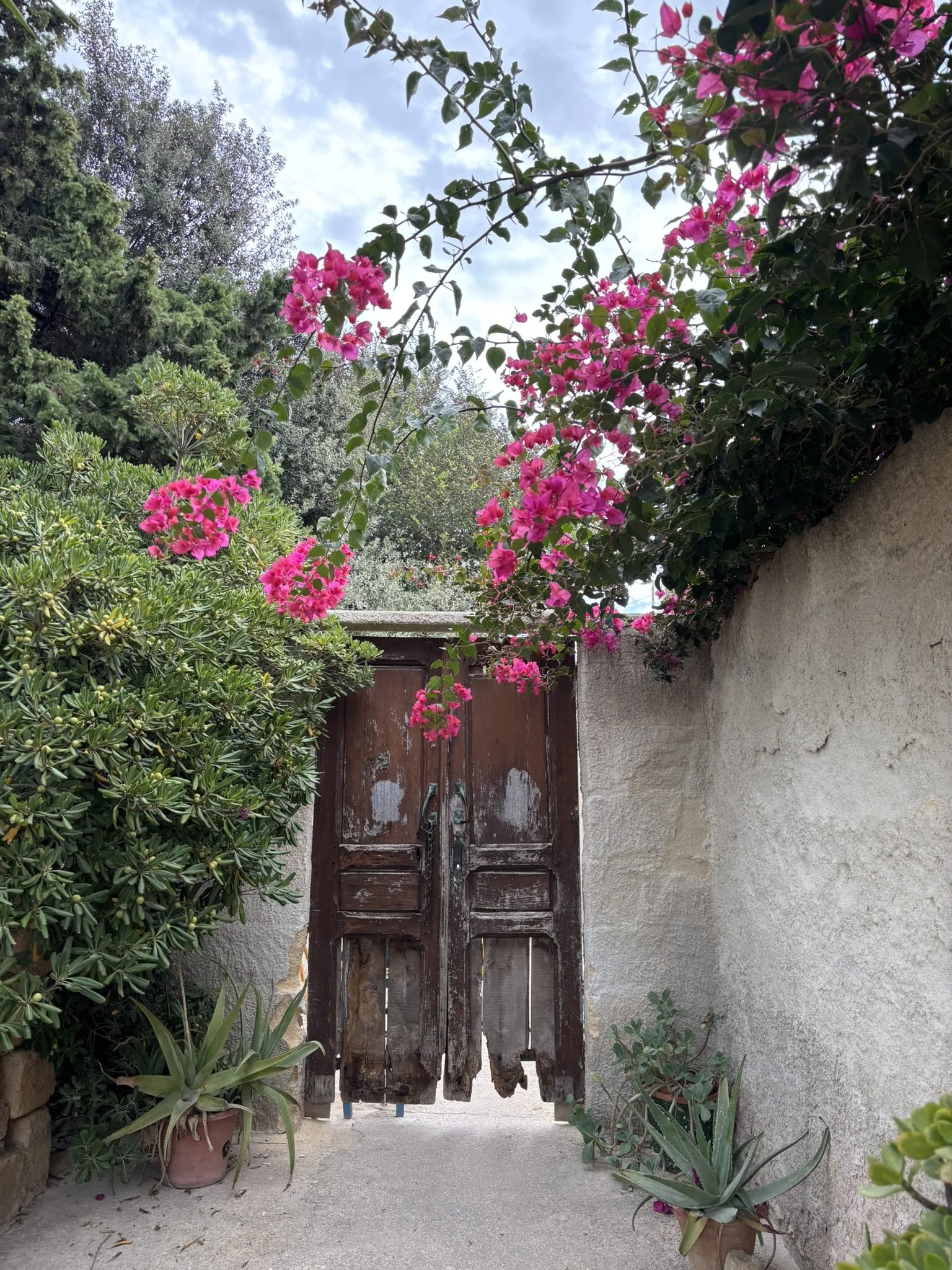 IMG_9824.JPEG