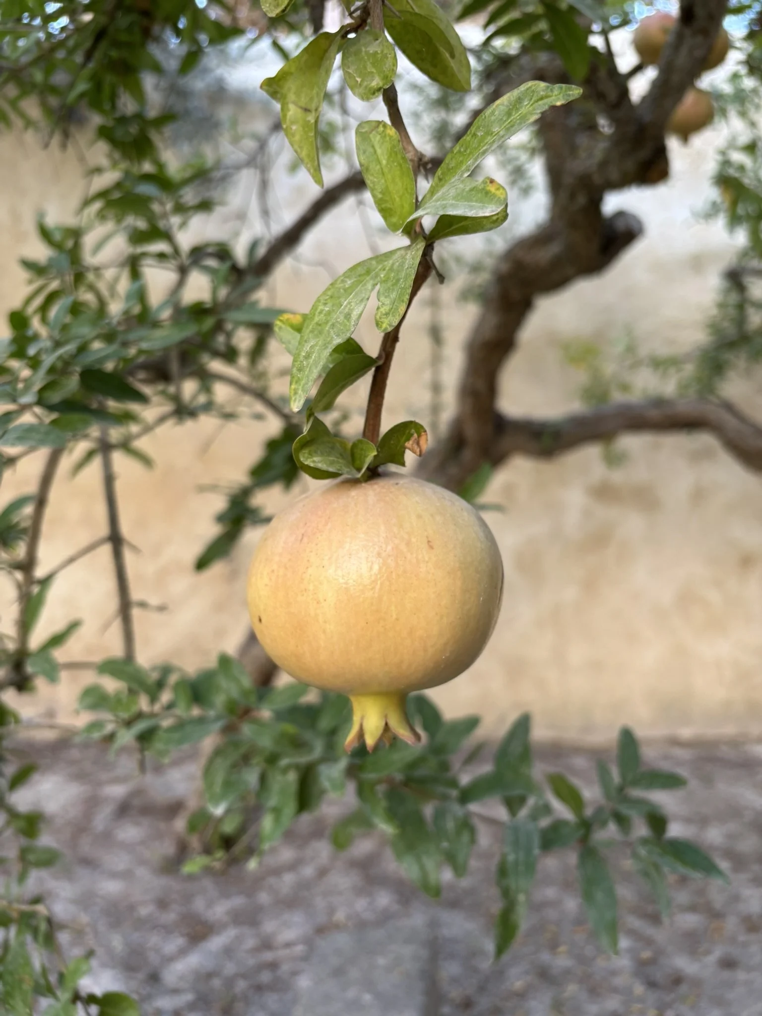 IMG_9497.JPEG