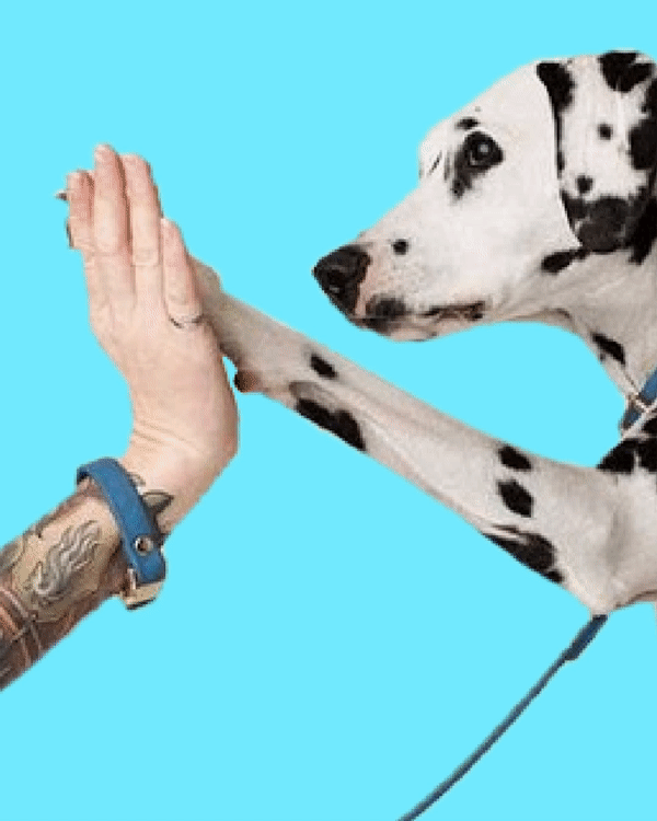 Petco - Pup 5 - Clap Updated.gif