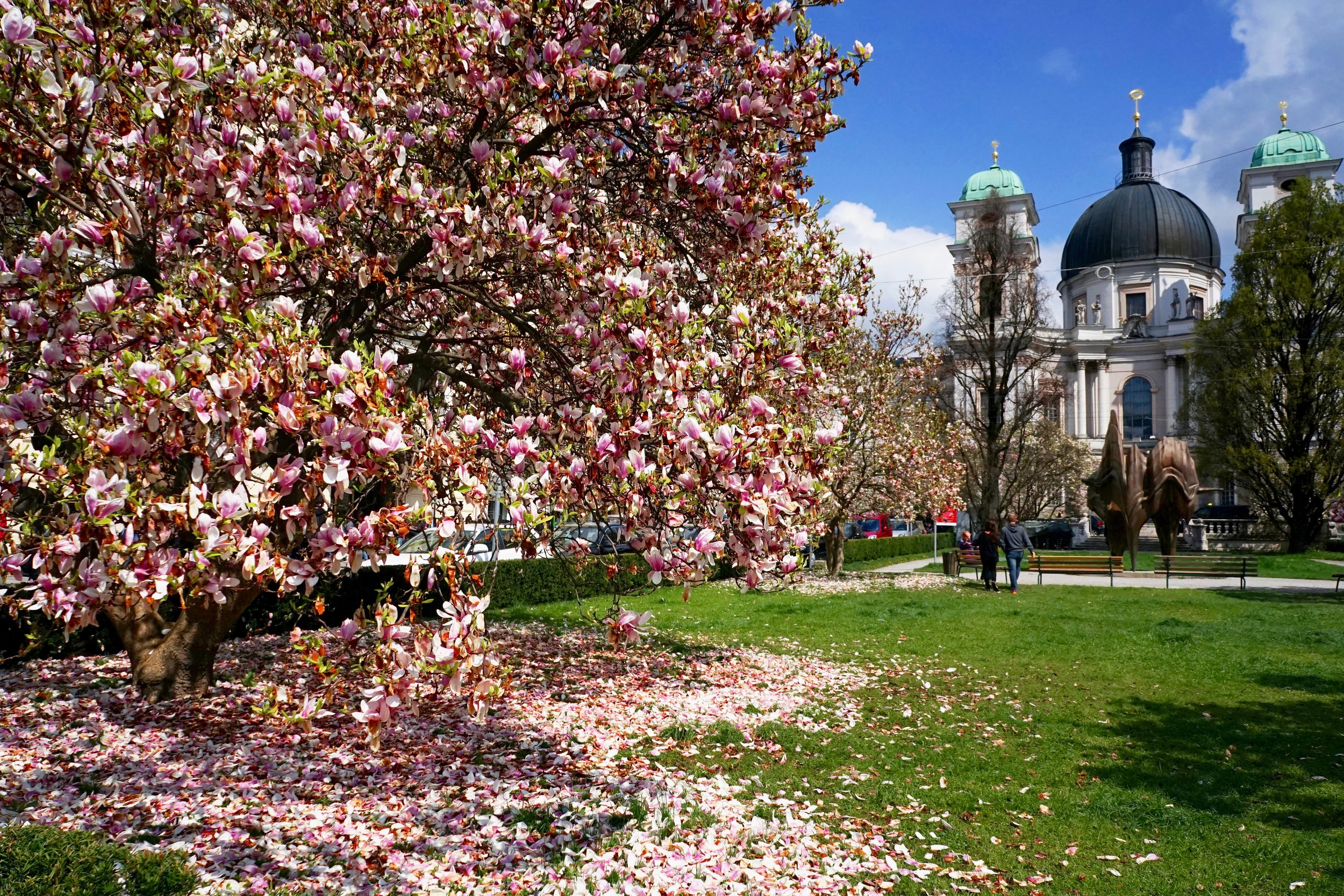 Blossom Tree