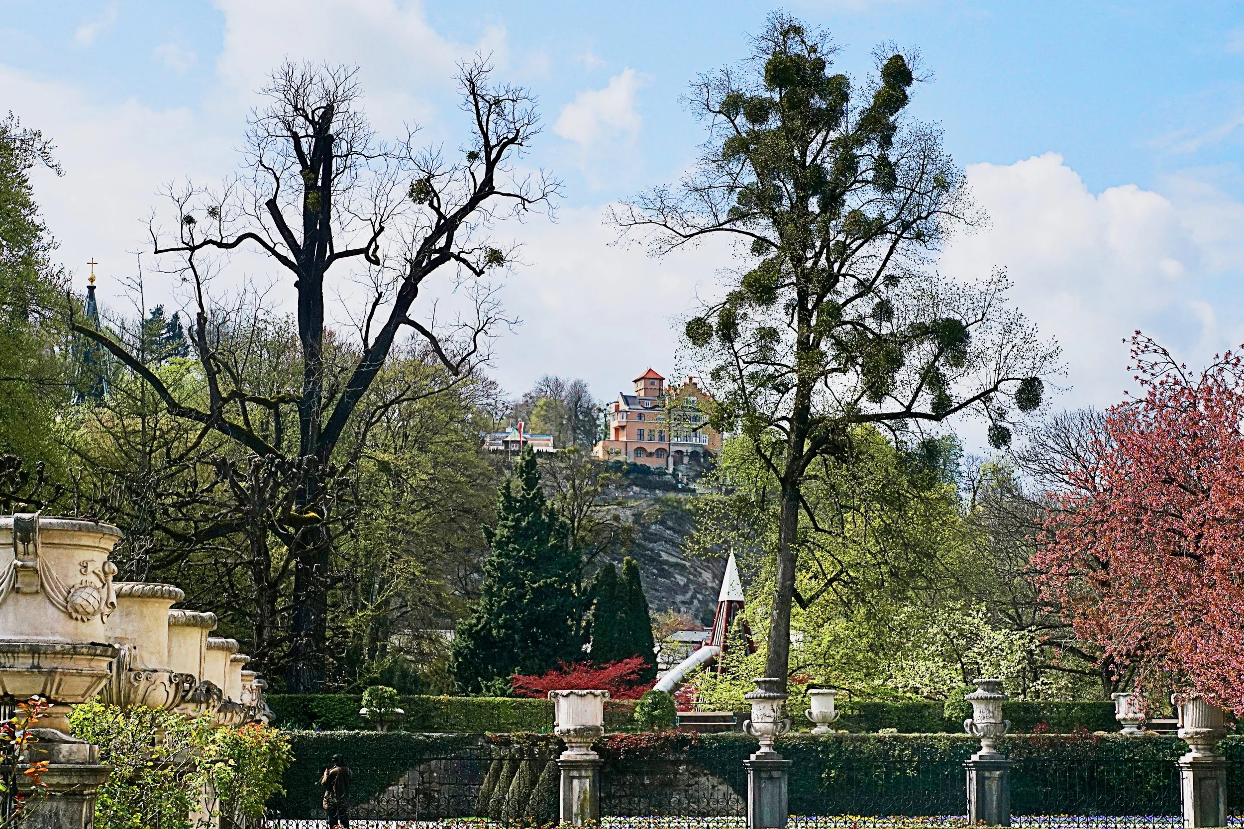 Trees in Mirabel