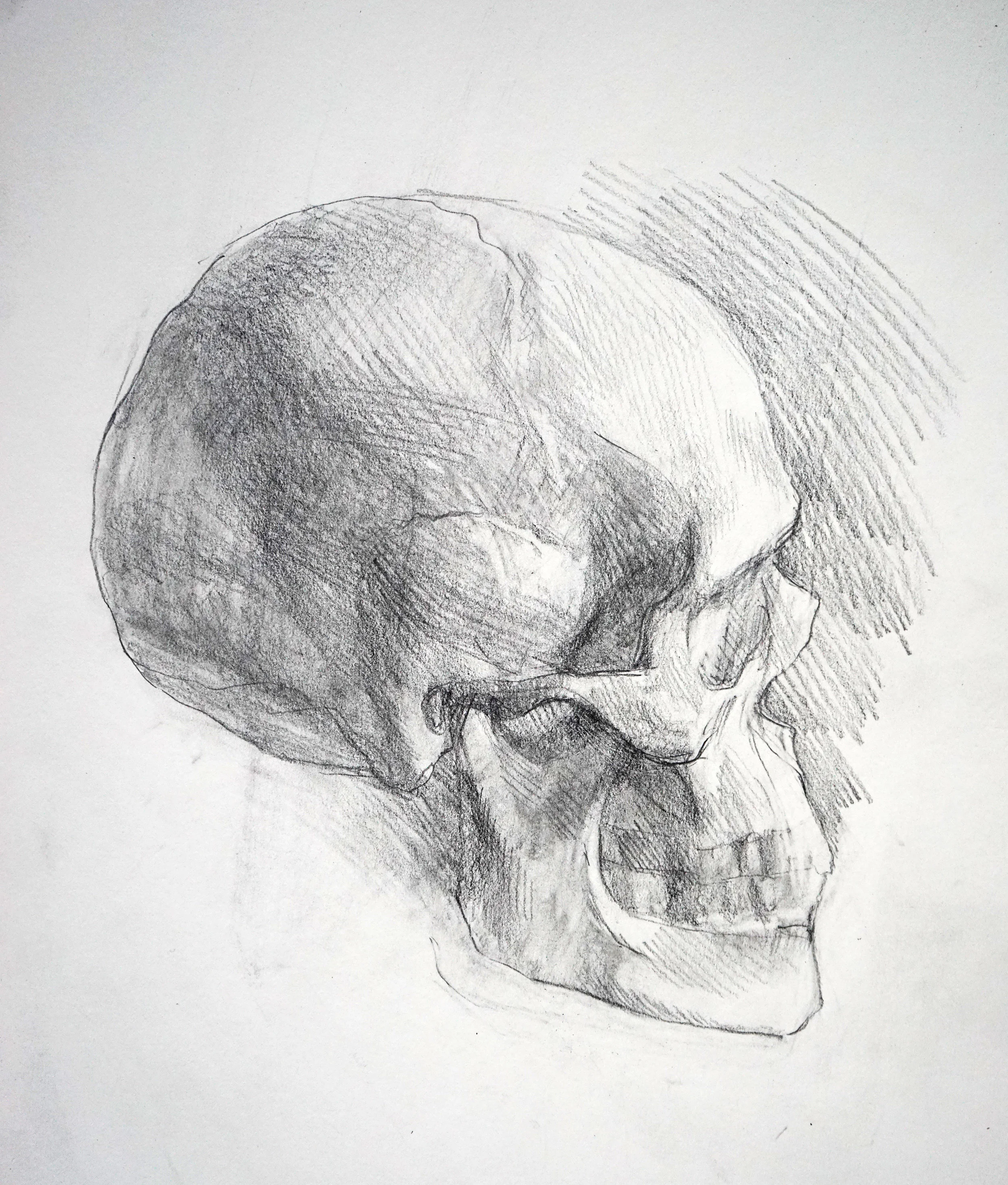 Skull
