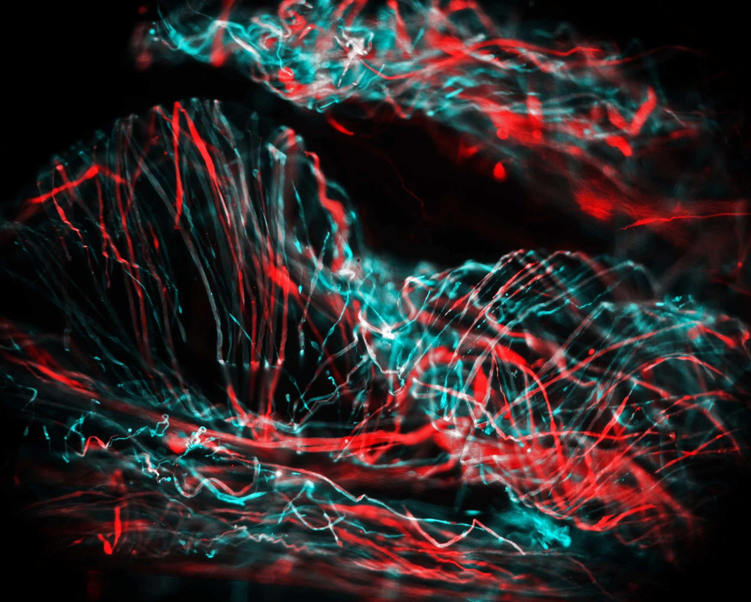 2019_BRC_Image_2.jpg