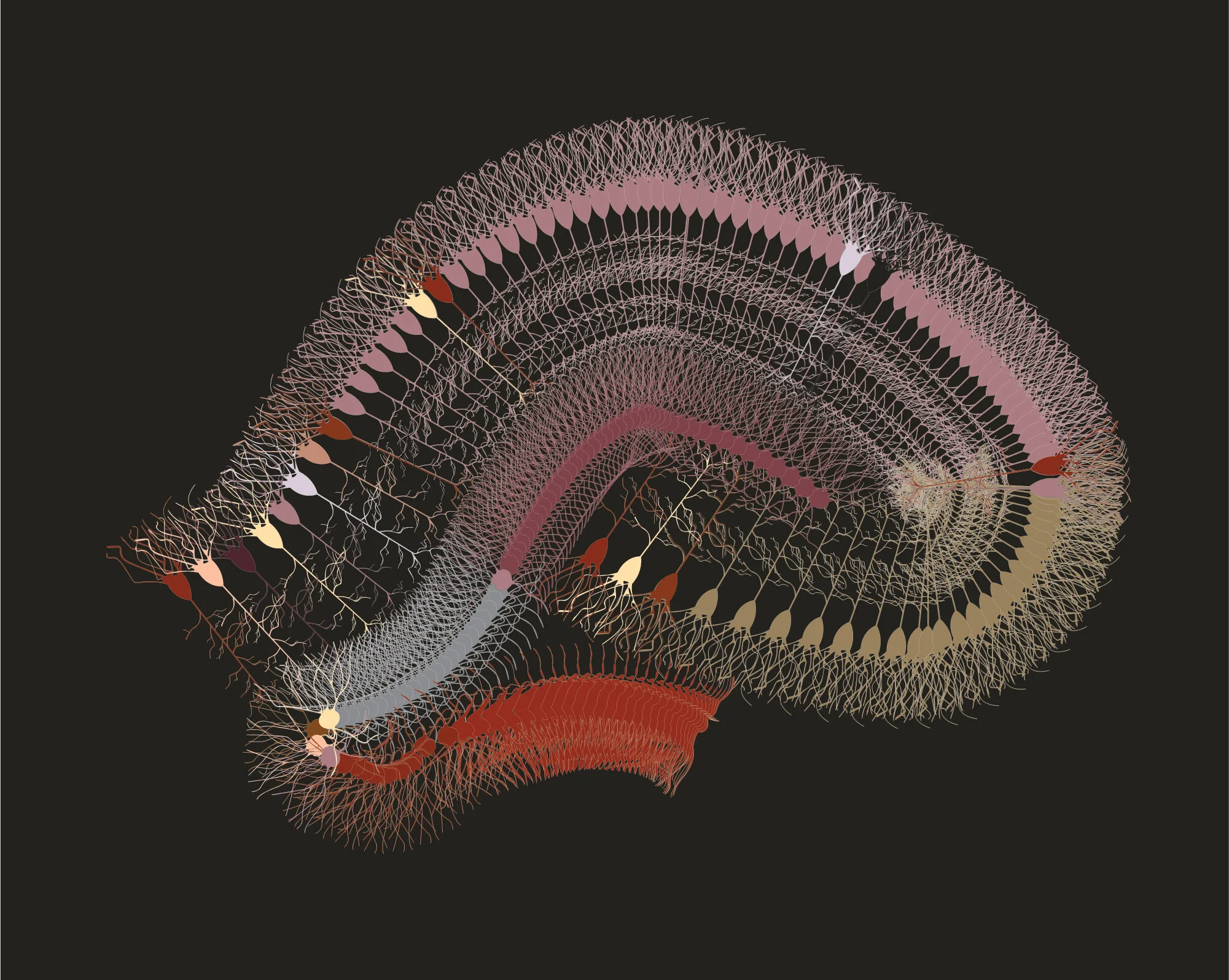 Neuronal organization of the hippocampus