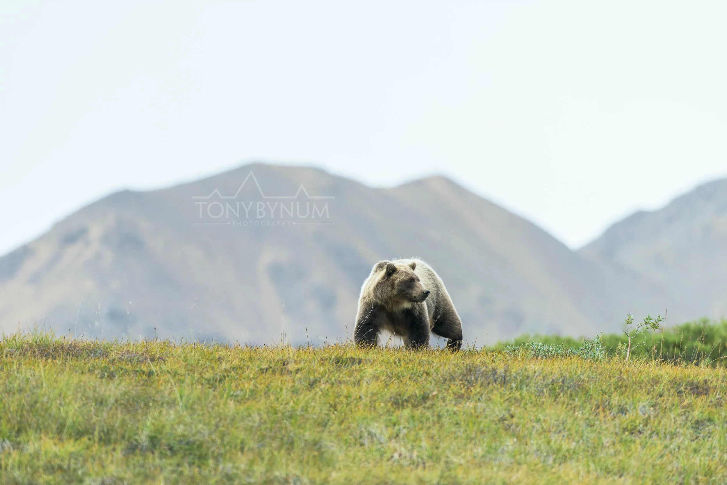 grizzly-bear-bynum-1366.jpg