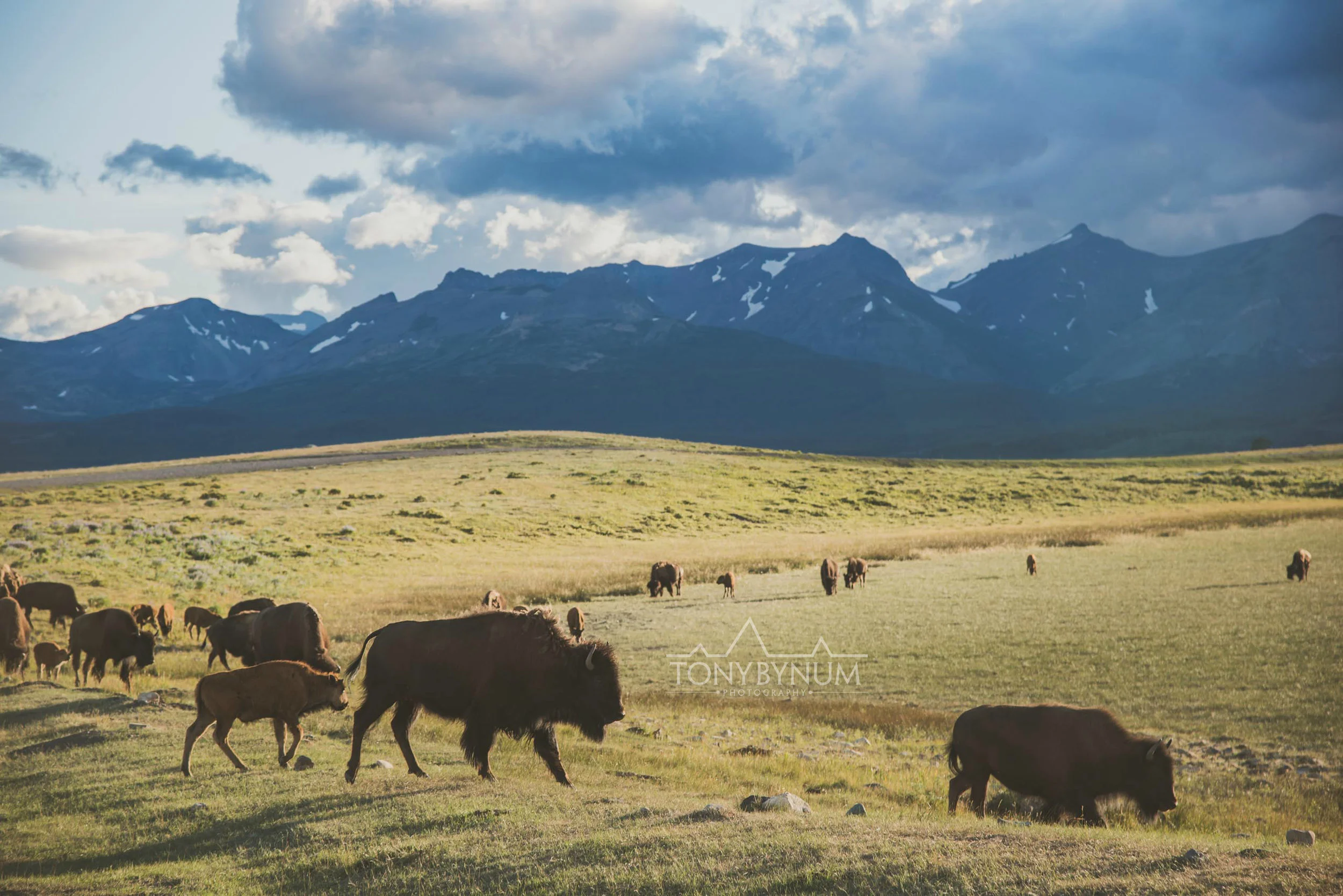 buffalo-bison-bynum-1915.jpg