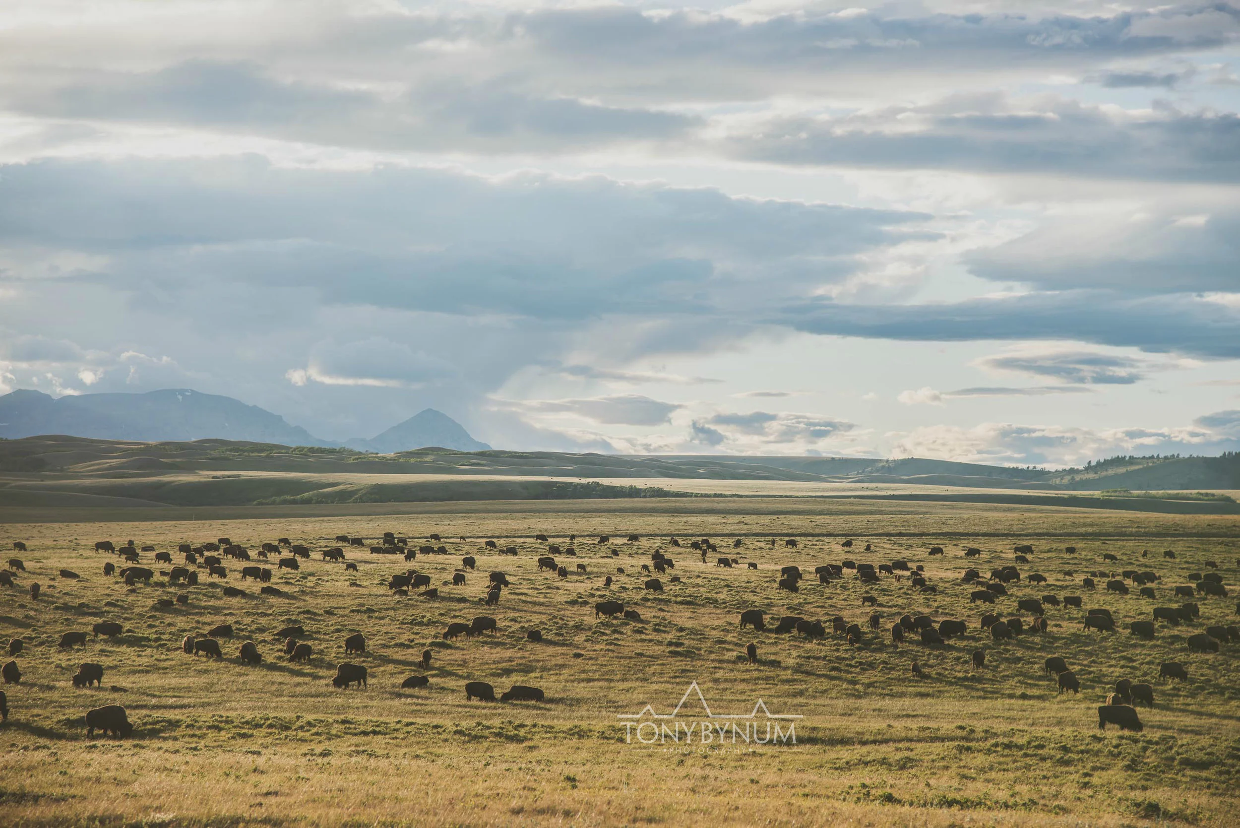 buffalo-bison-bynum-2181.jpg
