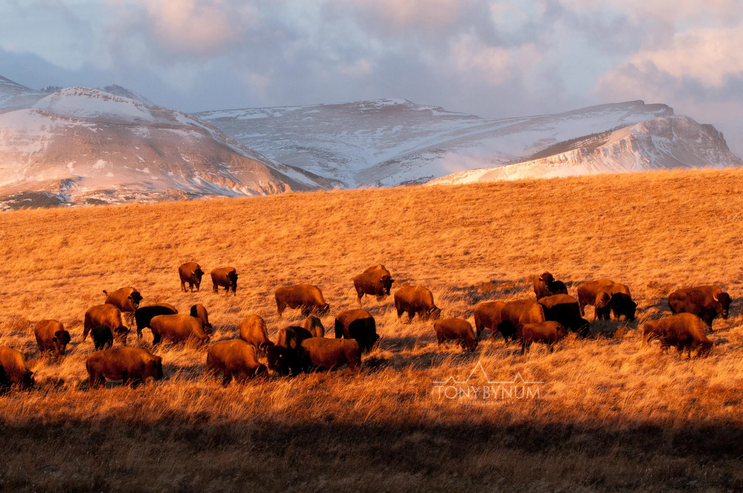buffalo-bison-bynum-4057.jpg