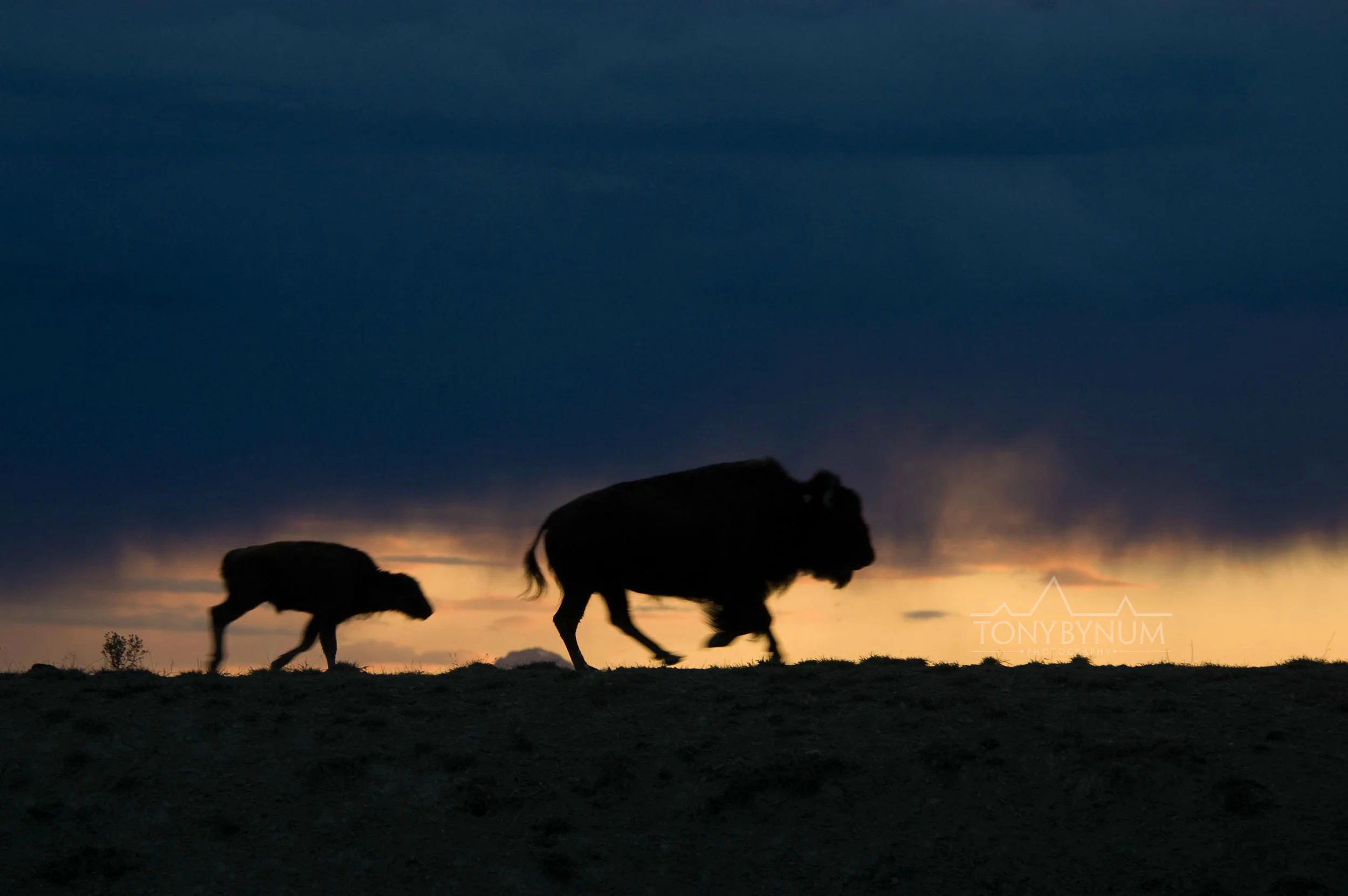 buffalo-bison-bynum-1835.jpg