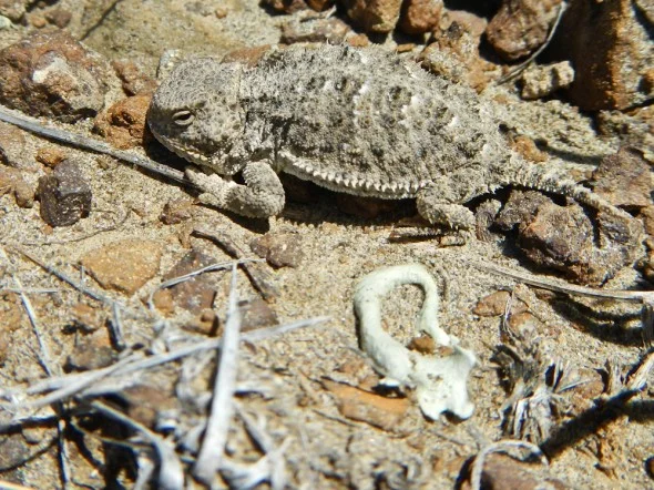 dolderer_horny_toad