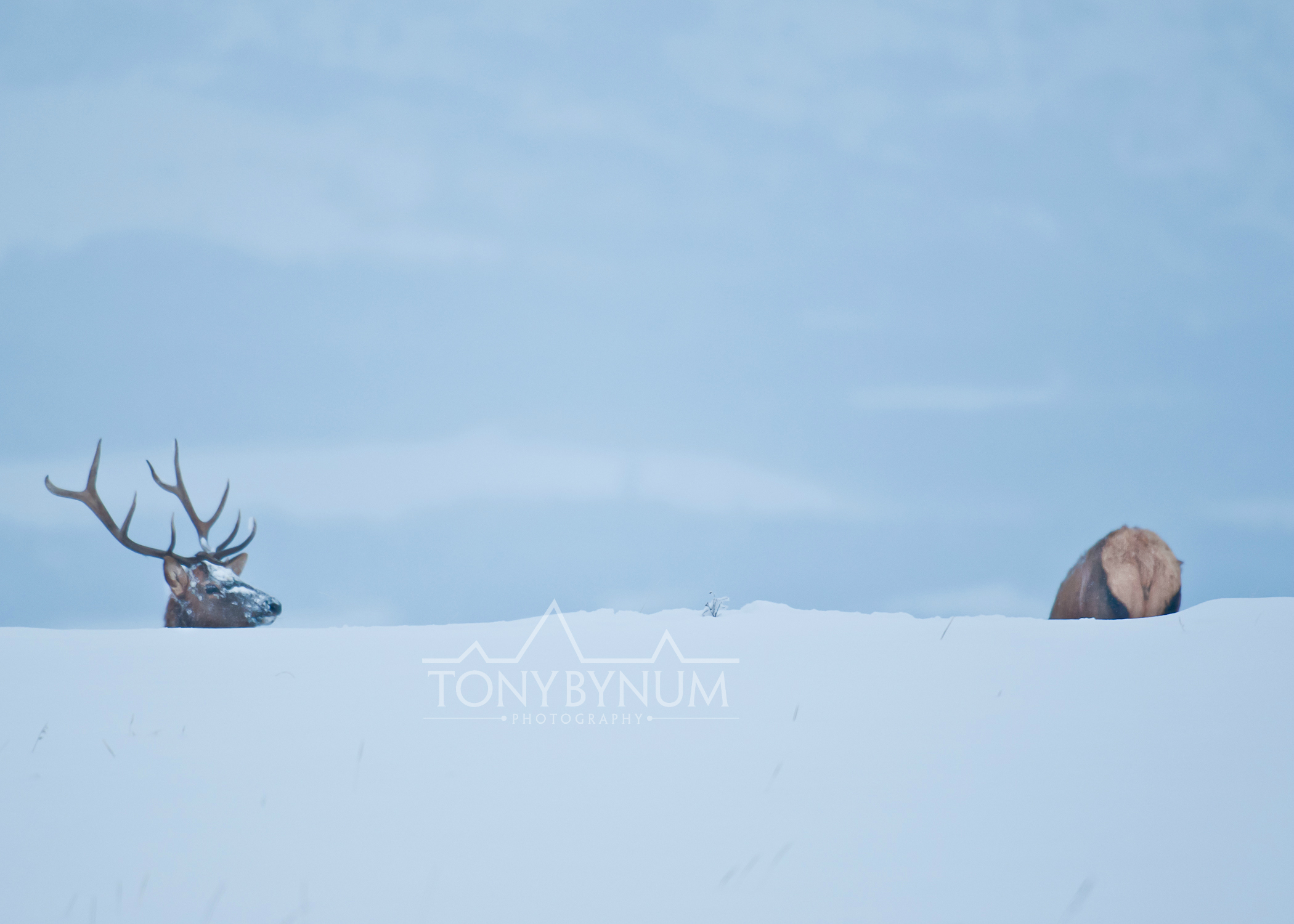 bull-elk-winter-5487-.jpg