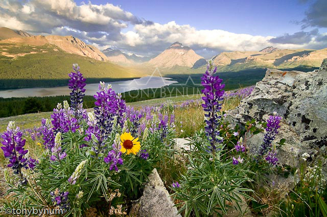 glacier national park tonybynum-14-.jpg