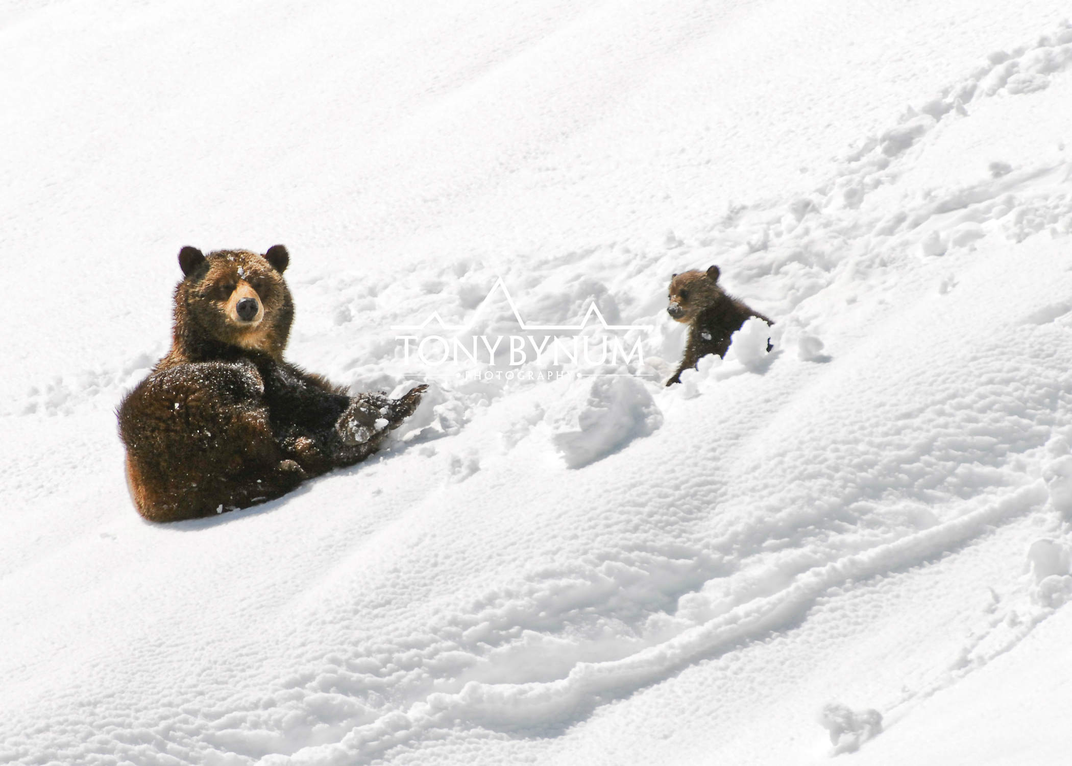 grizzly-bear-sow-cub-snow-glacier-national-park1-.jpg
