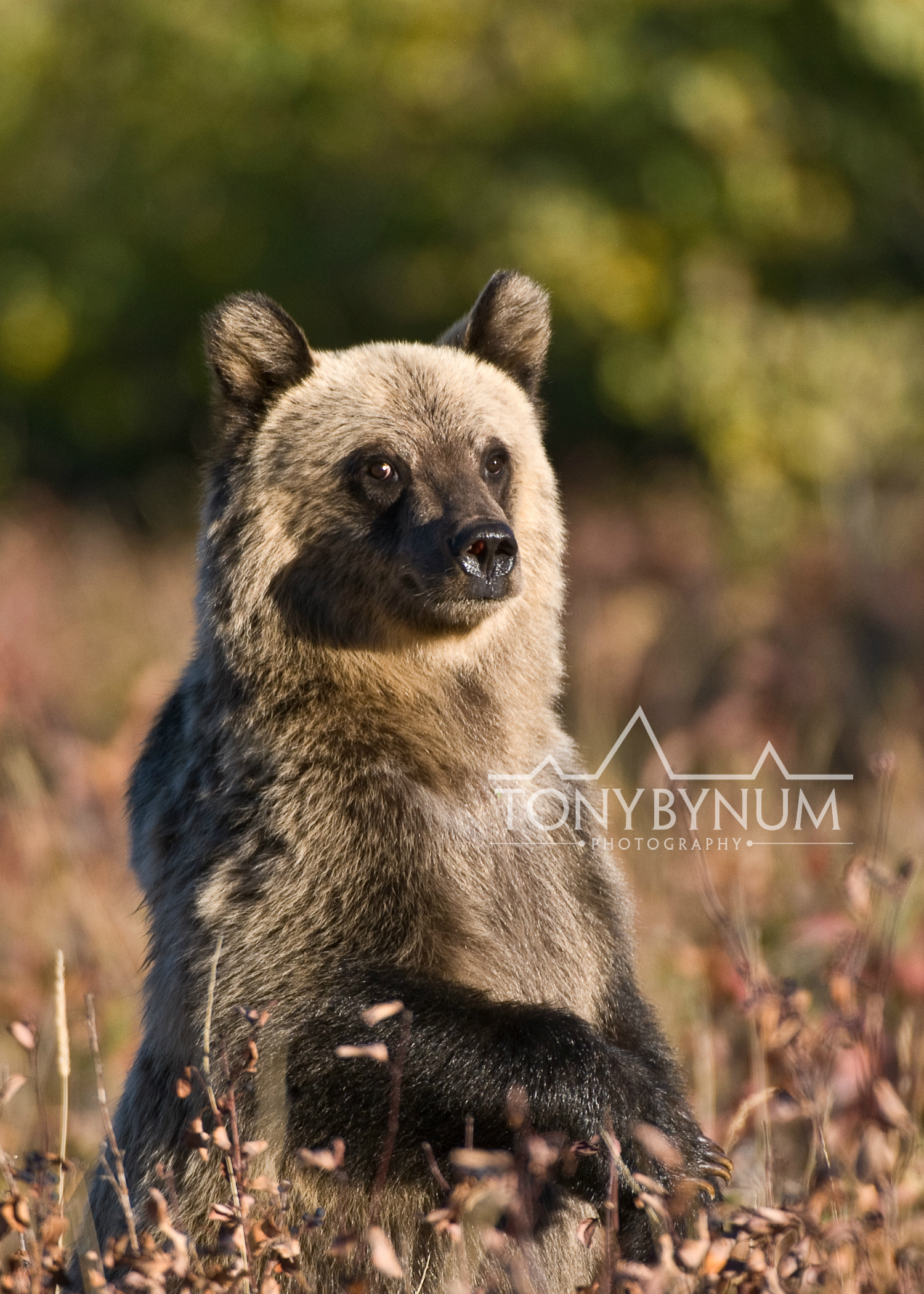 grizzly-bear-cub-glacier-national-park-0362-.jpg
