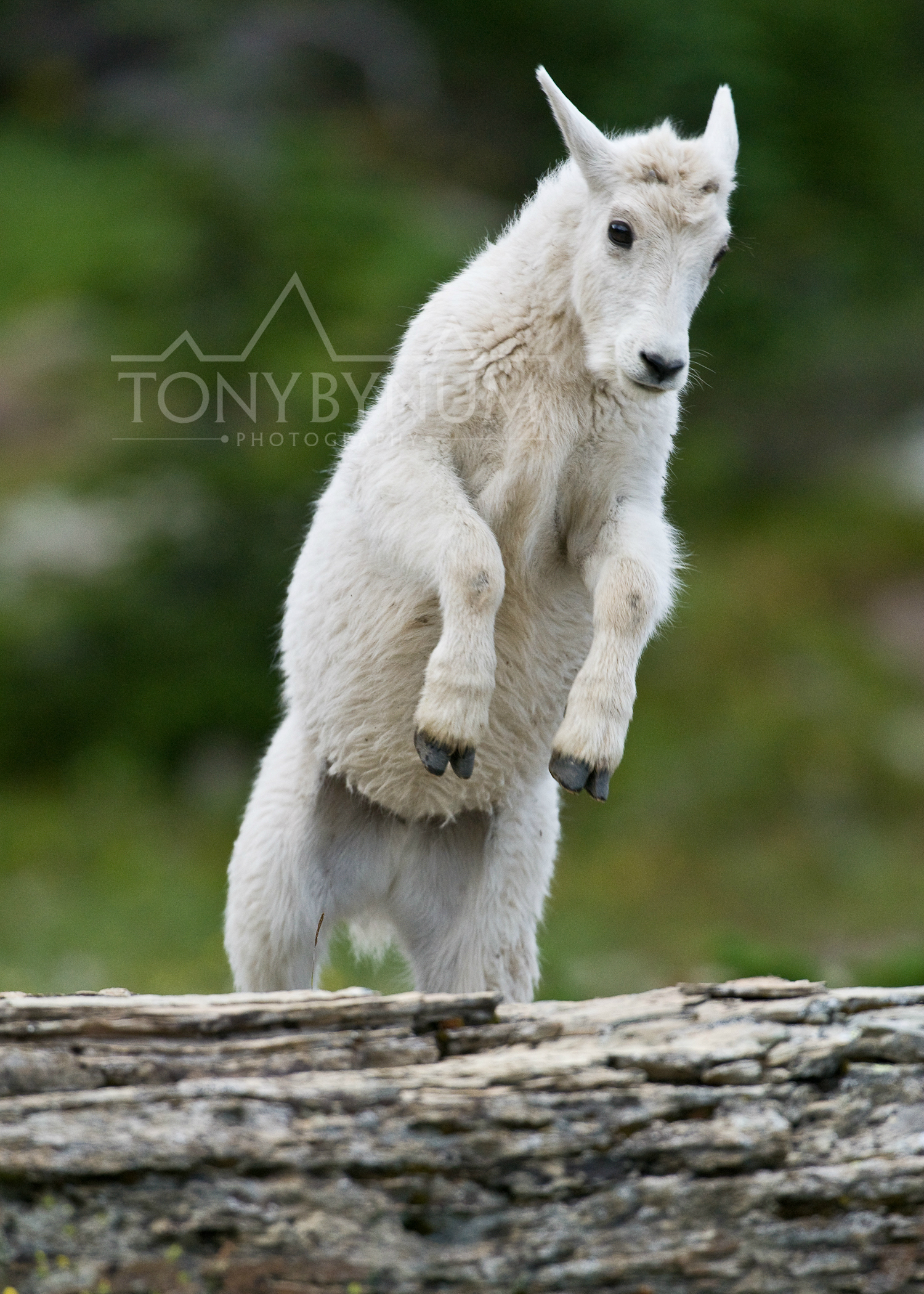 mountain-goat-baby-jumping-glacier-park-1720-.jpg