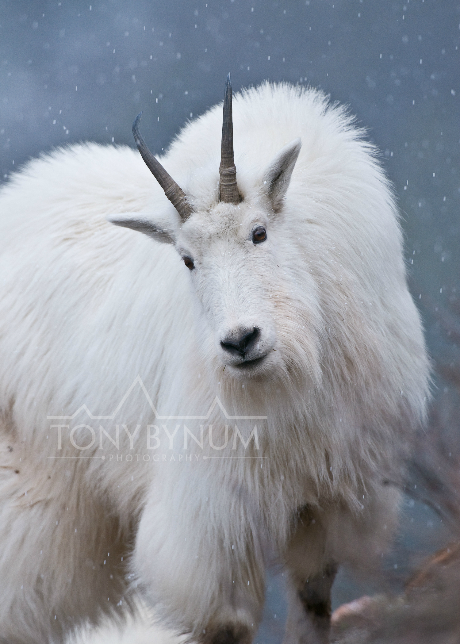 mountain-goat-glacier-park-snowing_8806-.jpg