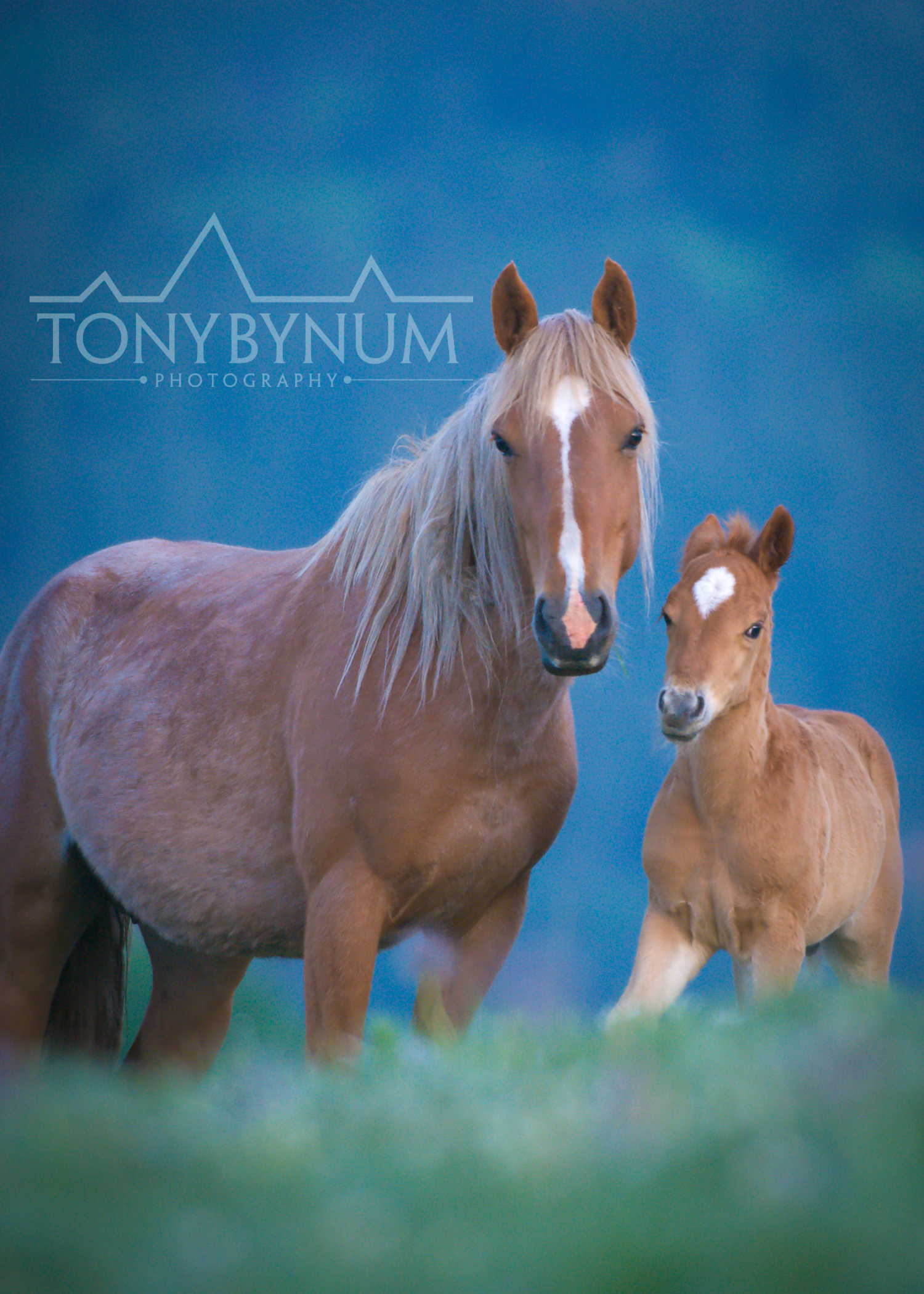 palomino-horse-mare-foal-1803-.jpg