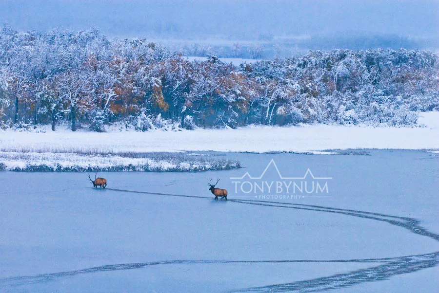 bull-elk--4576-.jpg