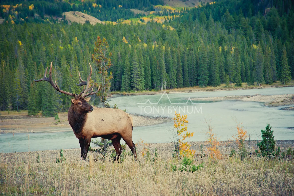 bull-elk -4427-.jpg