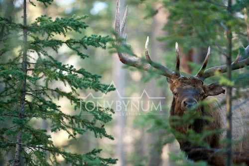 Elk-4975-.jpg